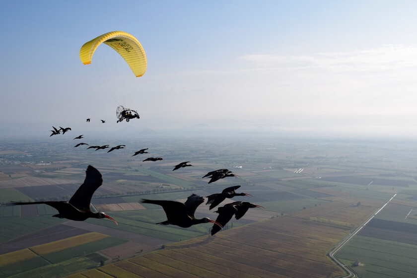 2.800 kilómetros desde los Alpes hasta Andalucía: el singular recorrido de un grupo de aves guiadas por un ultraligero