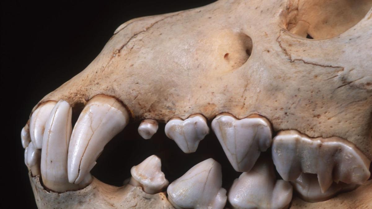 Tiny Ancient Teeth Have Solved a Major Mystery of Evolution