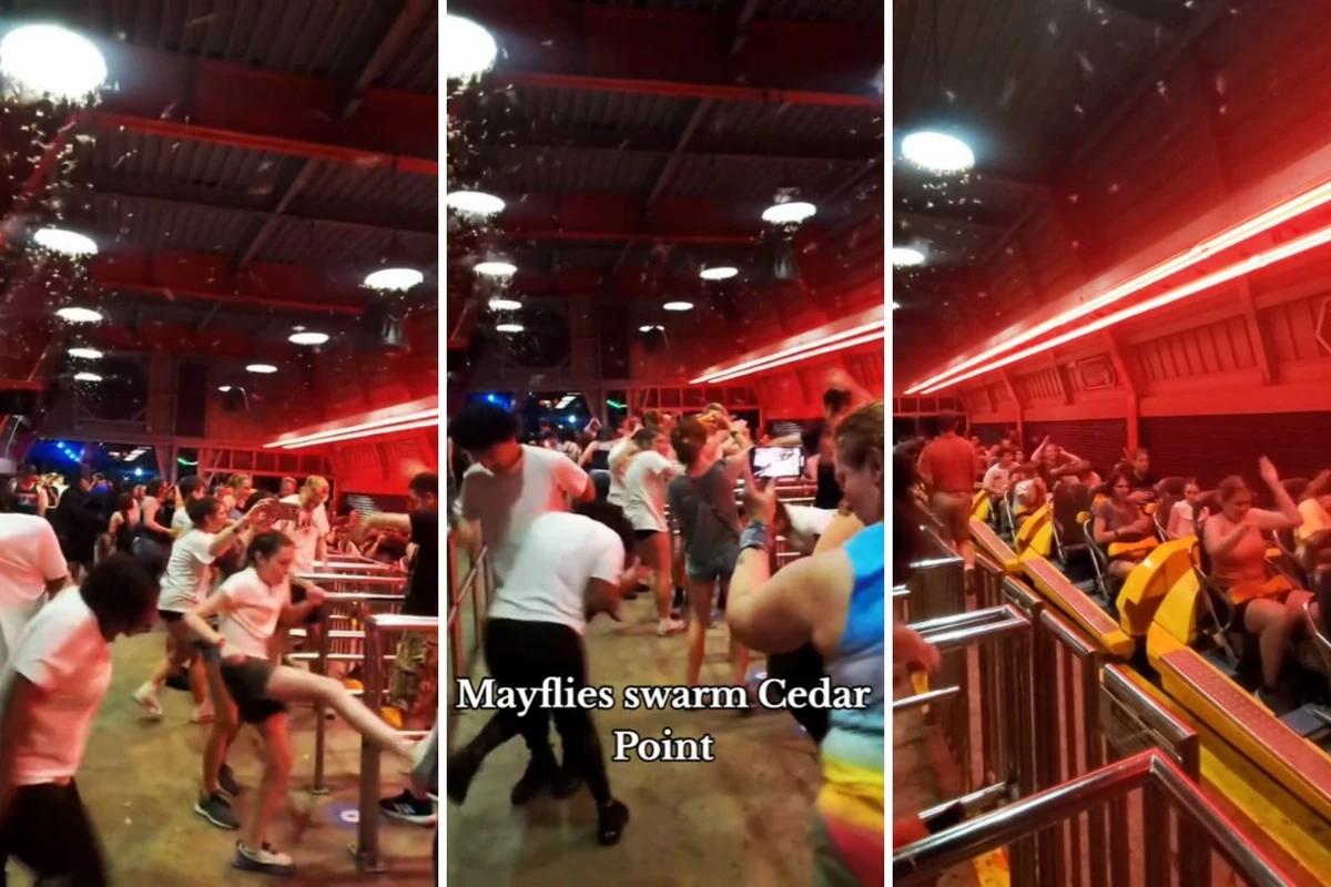 Mayflies Overwhelm Cedar Point Customers in Viral Videos