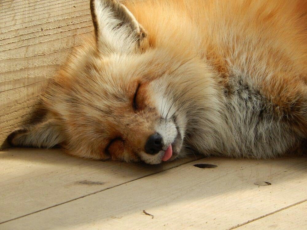 blepping fox