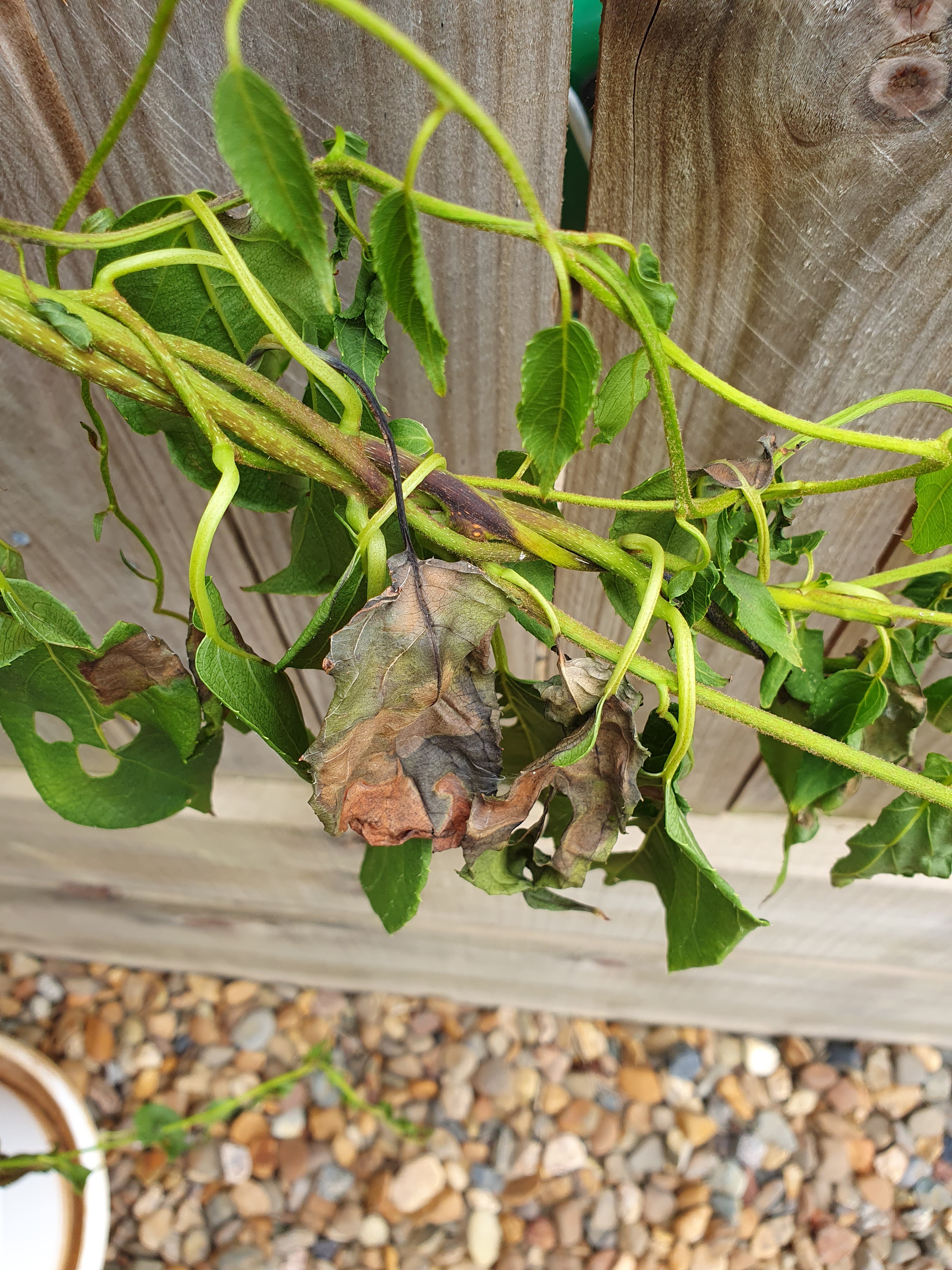 Pic 2 of damage to Kiwiberry, burnt leaves on one of the vines.