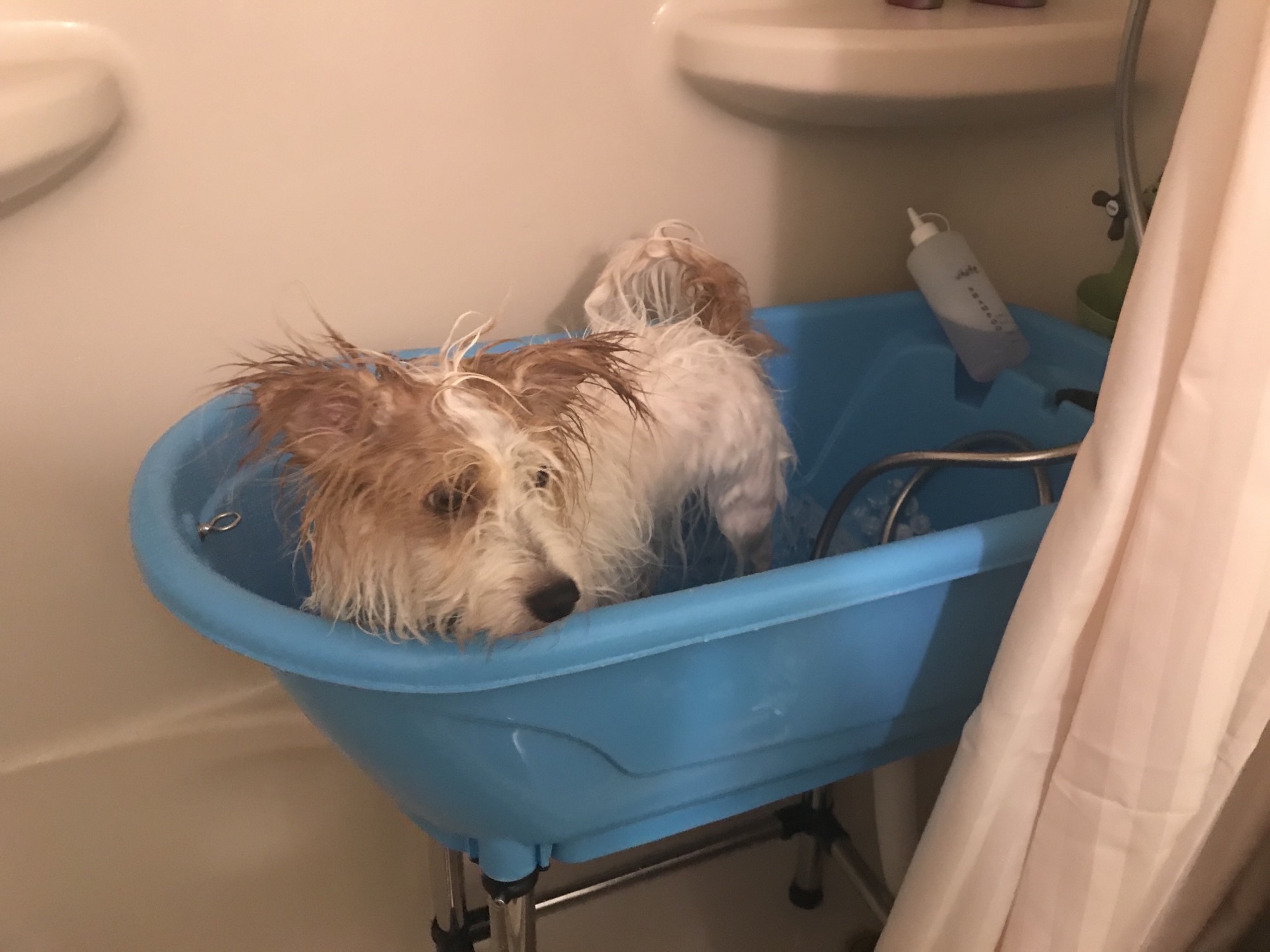 Rusty in the bath