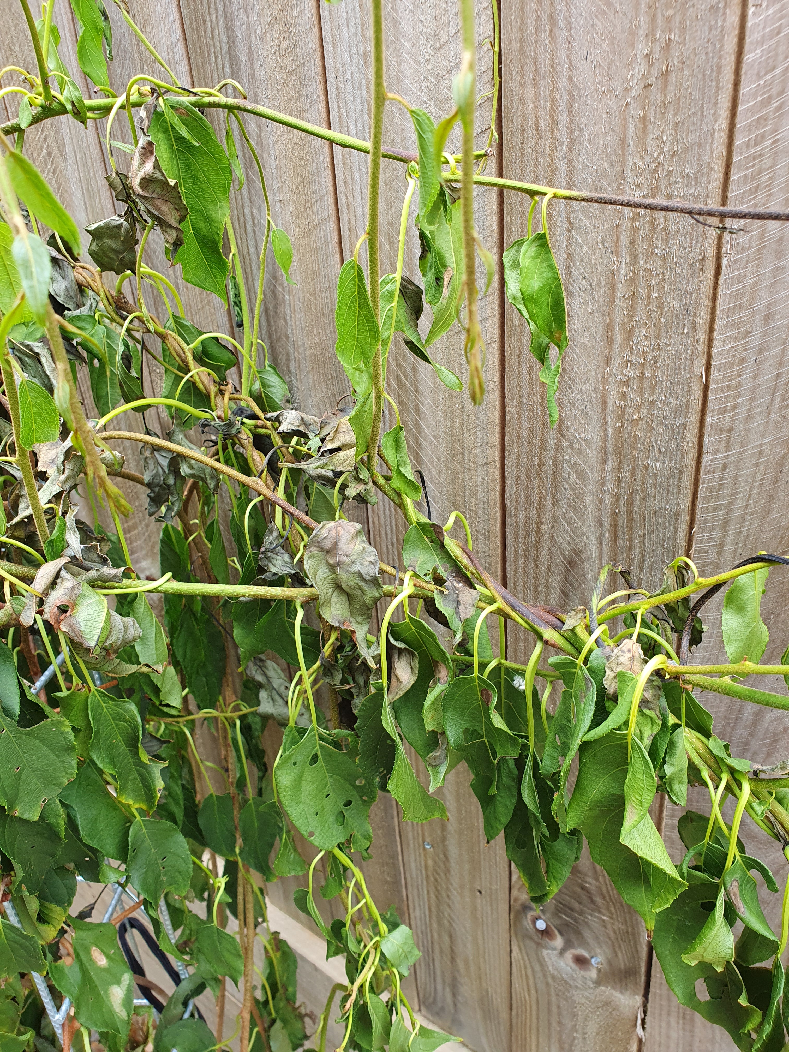 Pic 3 of damage to Kiwiberry, higher up shot of burnt leaves on vines.