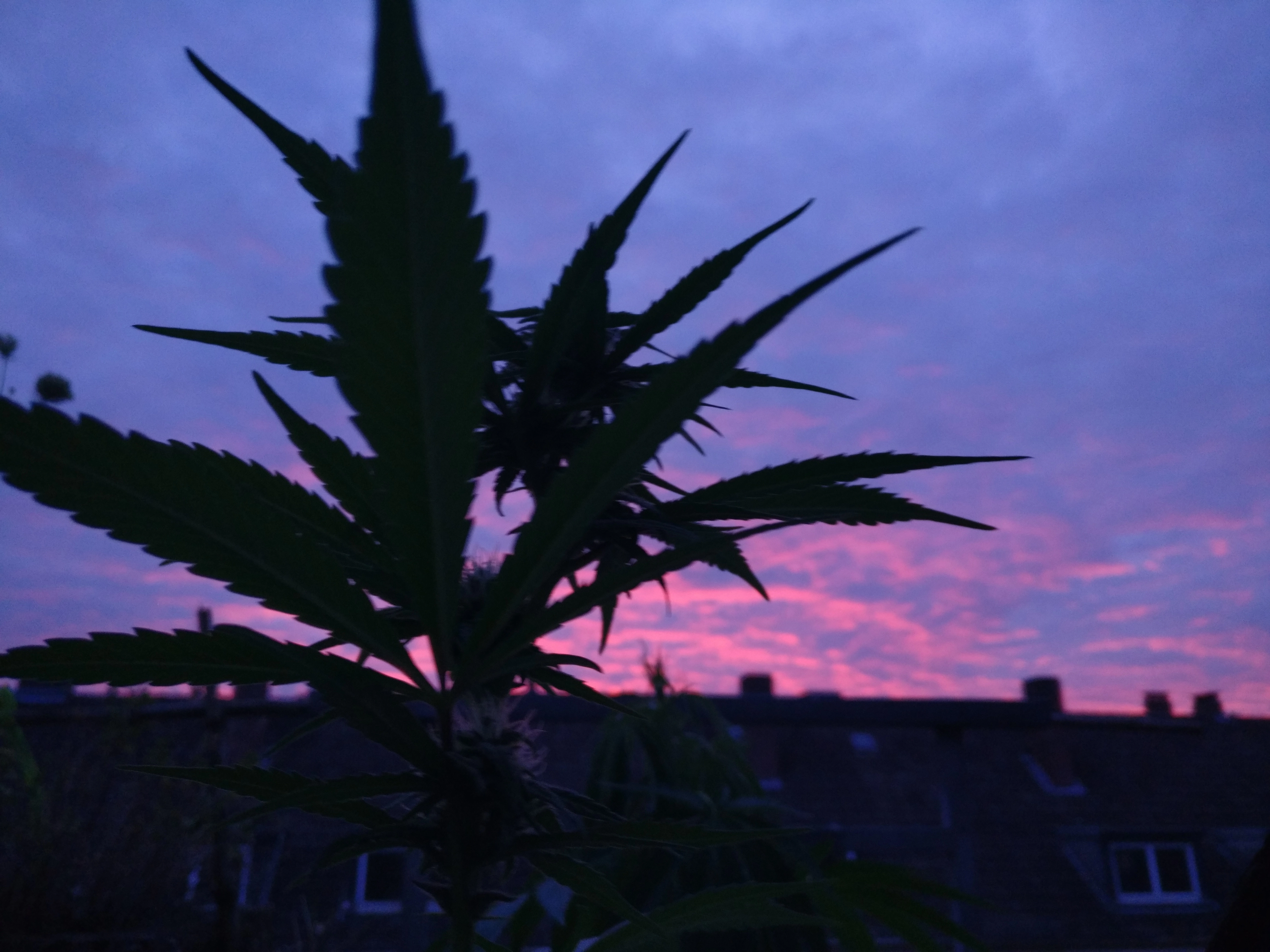 Blühendes Cannabis vor einem Sonnenuntergang über den Dächern