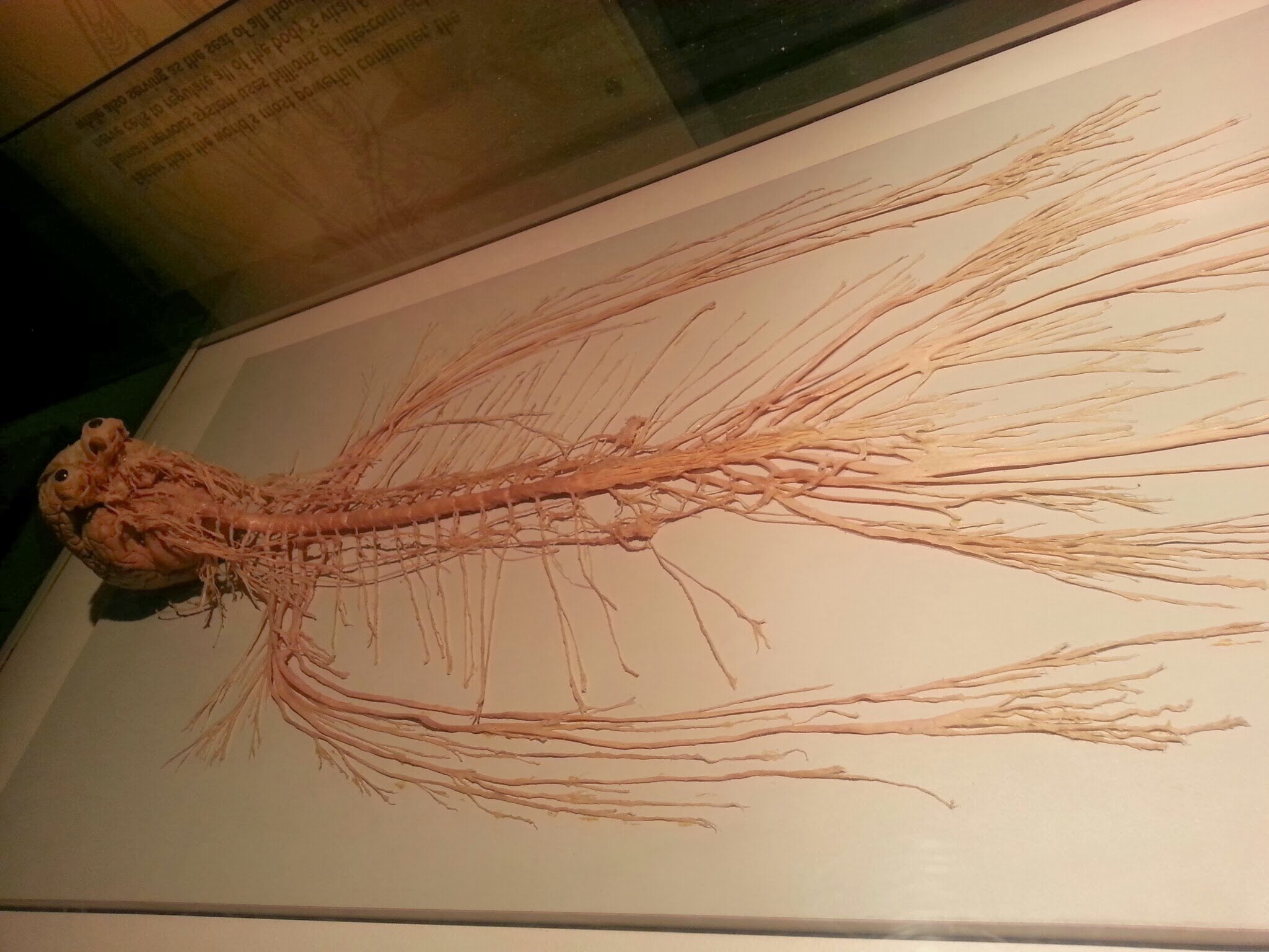 nervous system on table