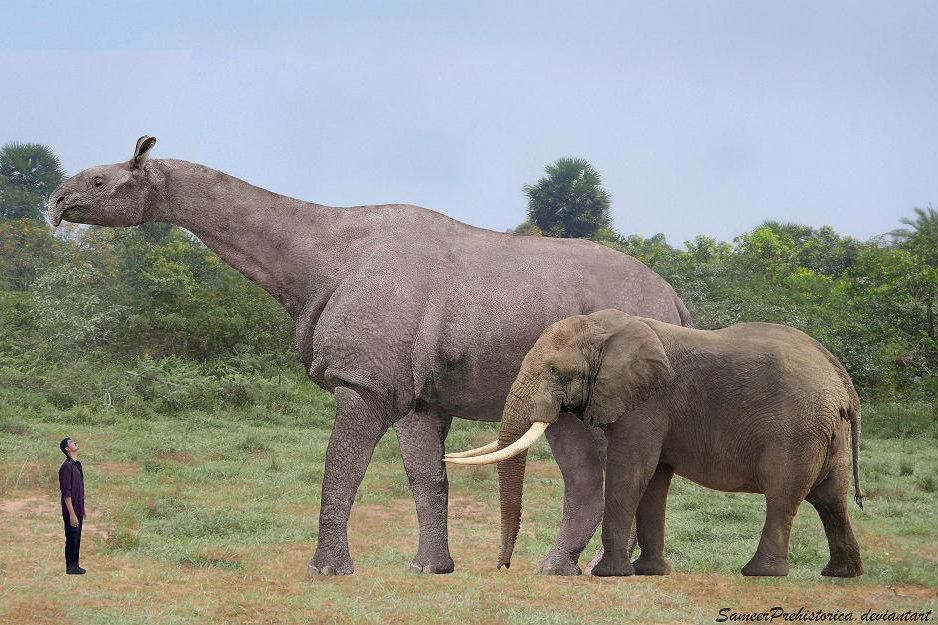 Paraceratherium for comparison