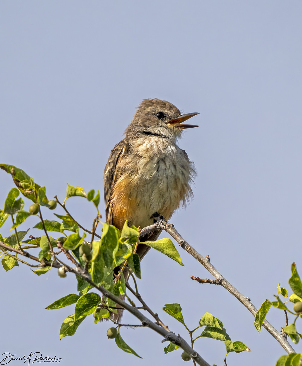 Grayish-white bird with pinkish lower flanks, vocalizing while perched atop a leafy branch