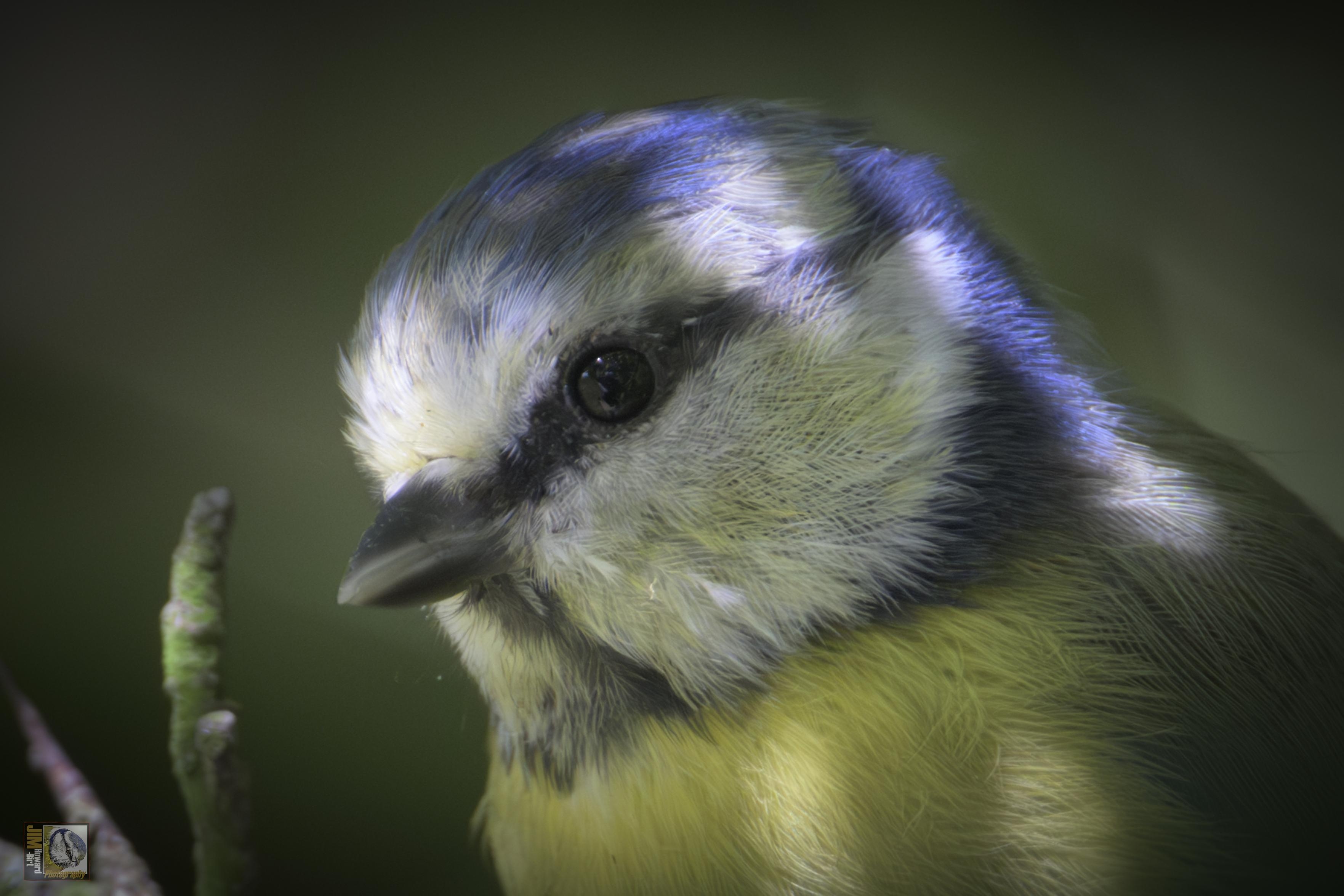 A close up of a blue and yellow little bird