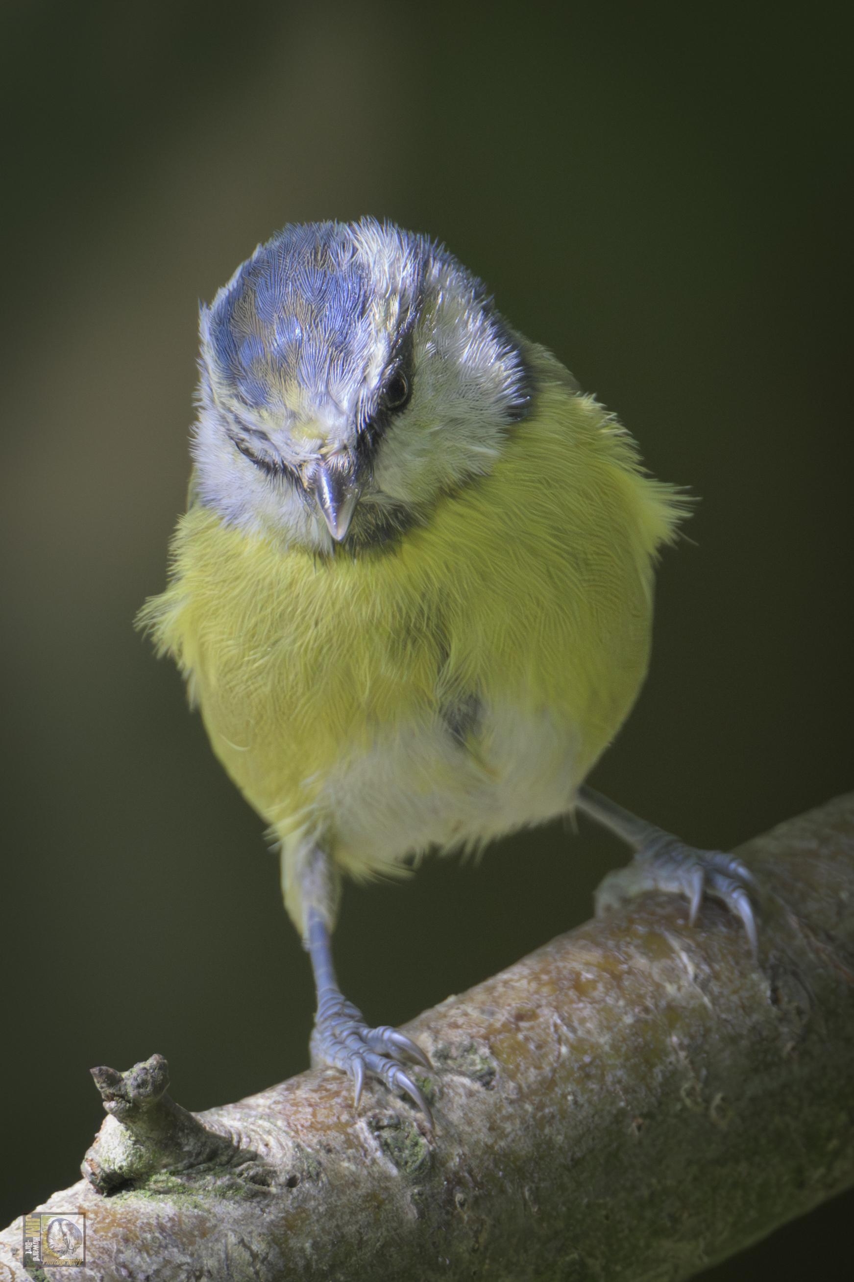 a blue, white and yellow woodland bird