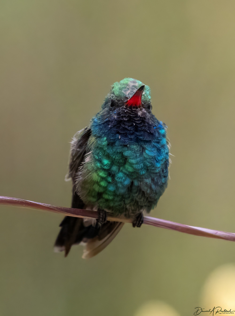 small turquoise-colored bird with red-based long bill, perched on a stem