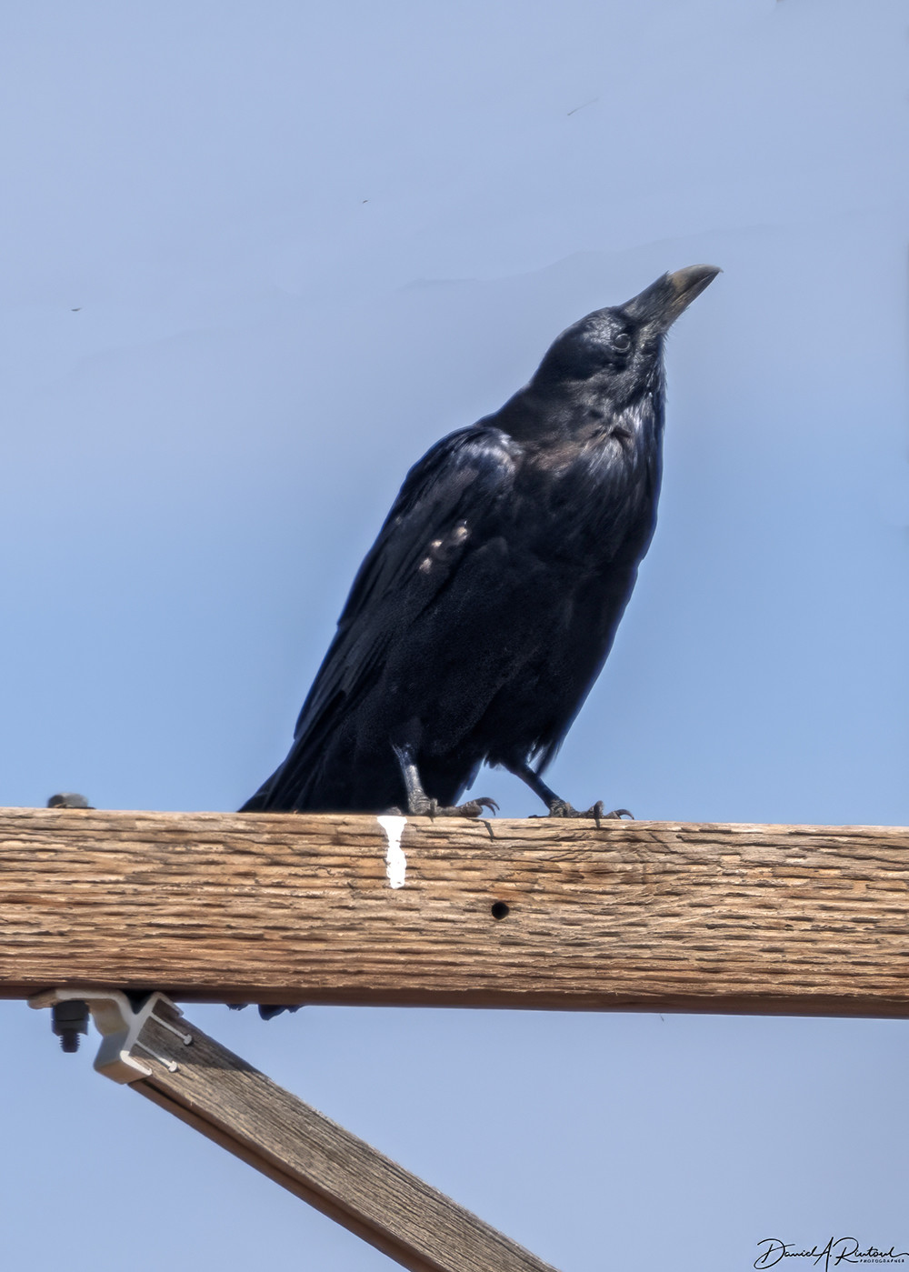 All-black bird with large dark bill, perched on the crossbar of a utility pole