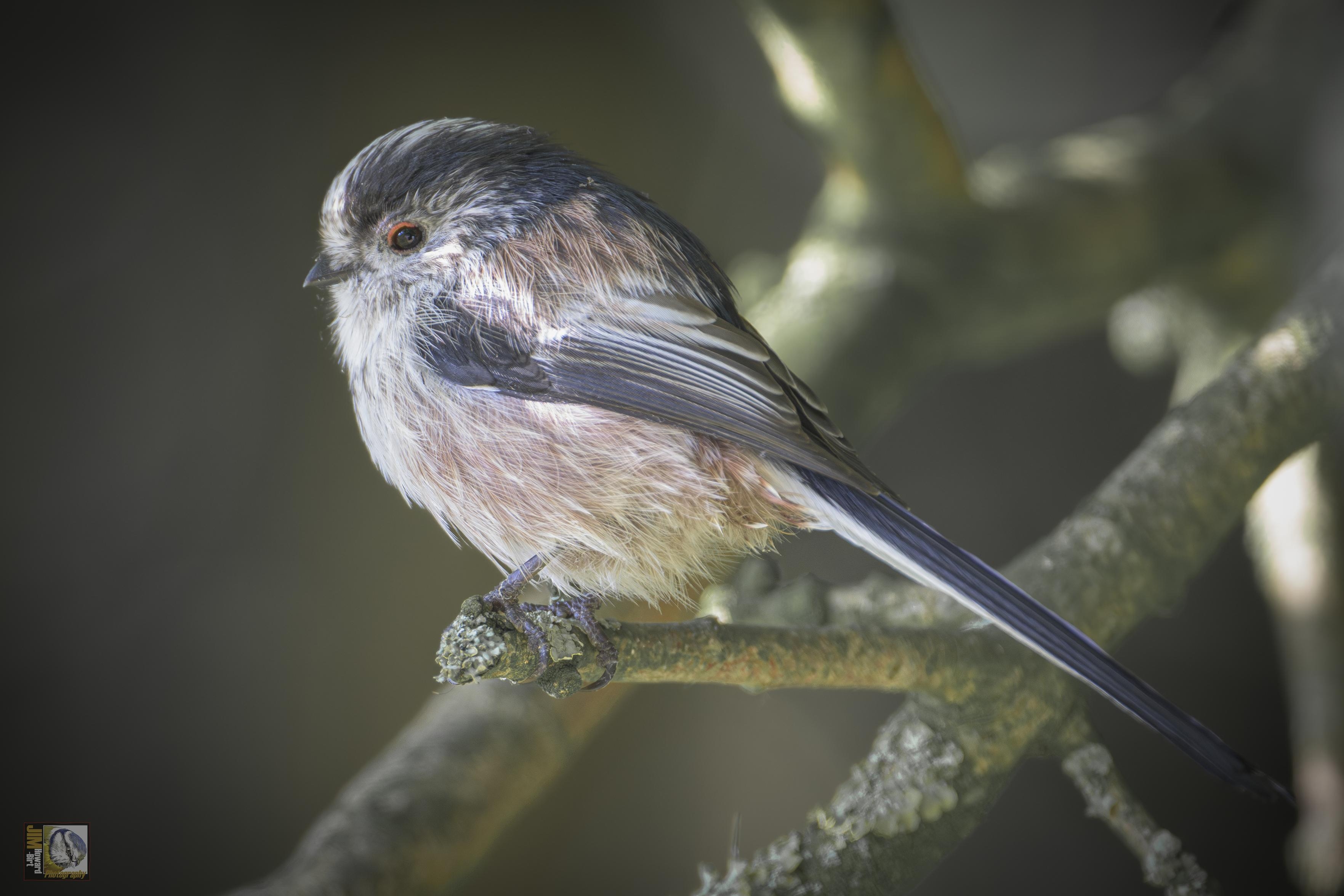 A small round fluffy bird