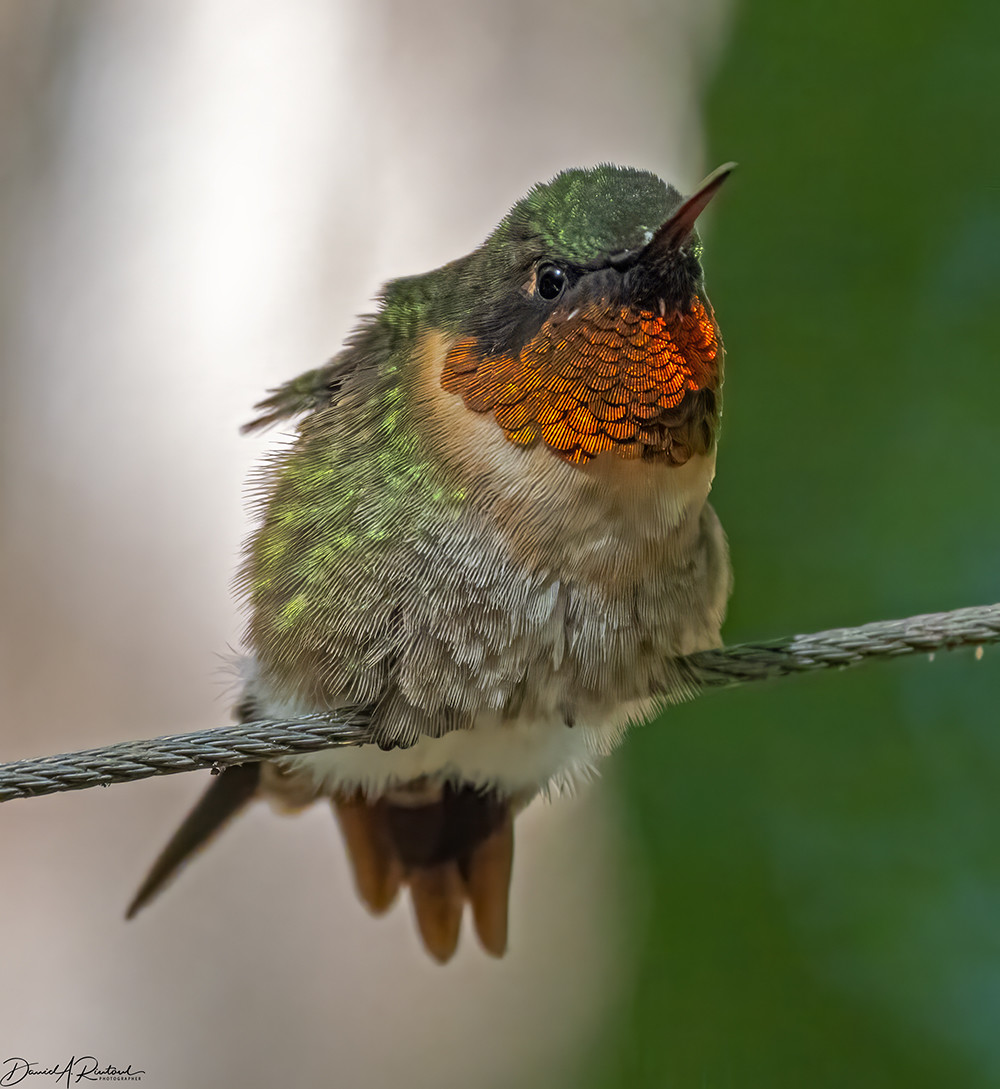 rotund bird with long narrow bill, iridescent red throat, green crown, and gray/white belly, perched on a wire