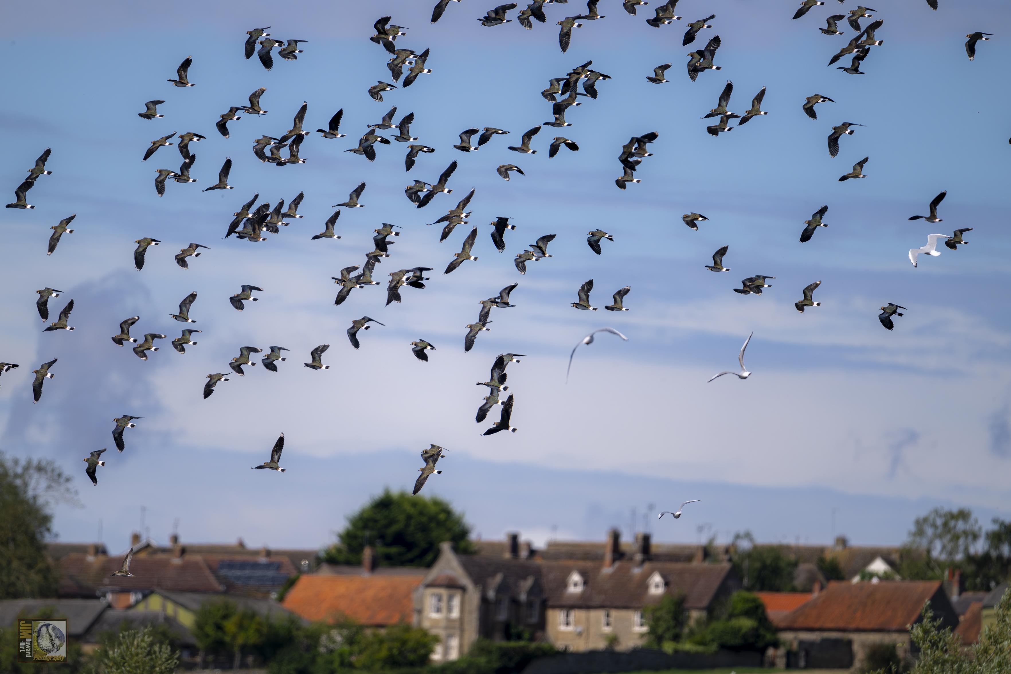 100's of lapwing in flight 