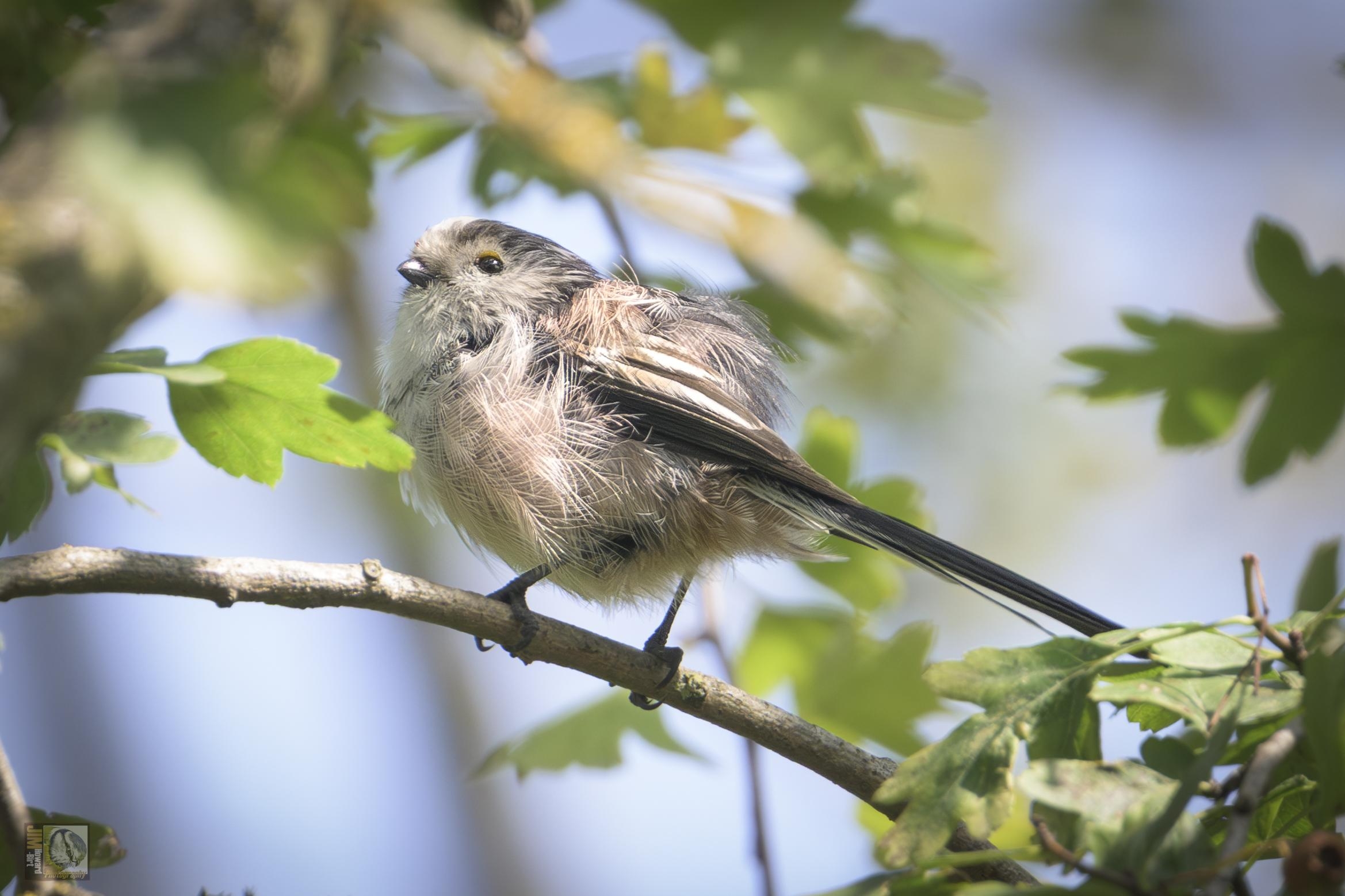 a small white and blue bird perched on a branch