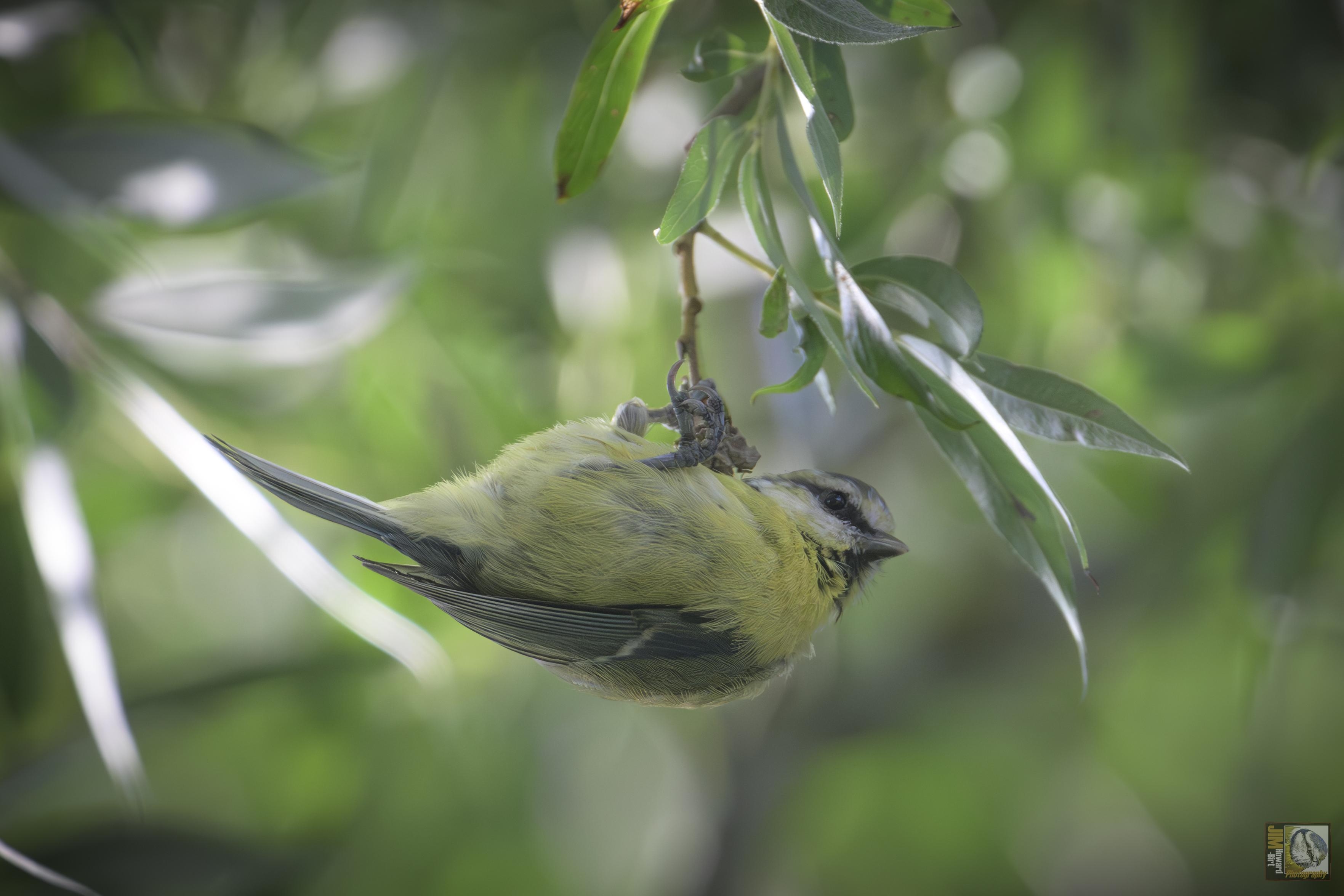 a small yellow and blue bird hanging upside down in a tree