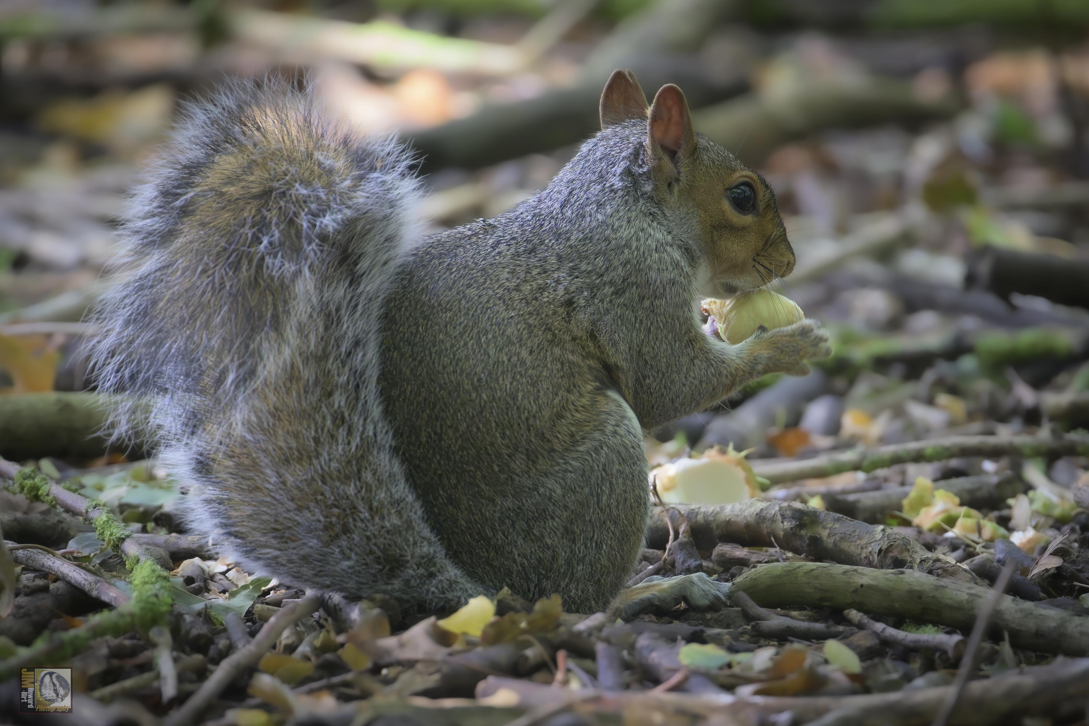 a squirrel eating the seed of a horse chestnut tree