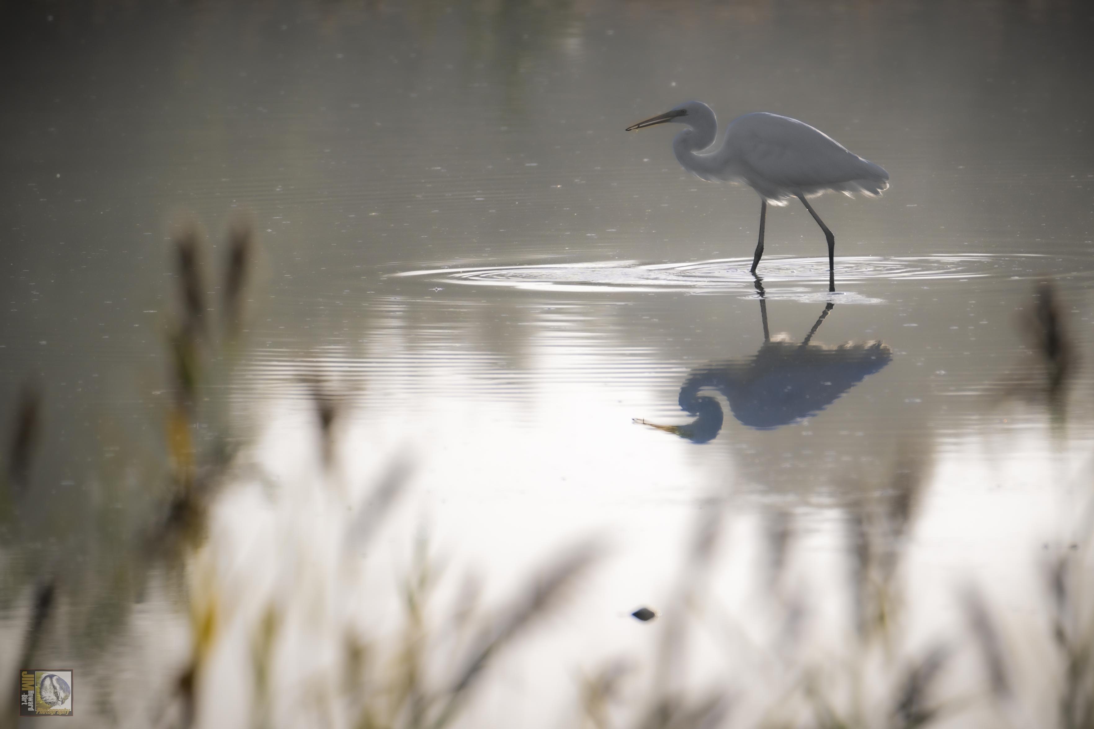 a white heron striding across a lake in the light of early morning