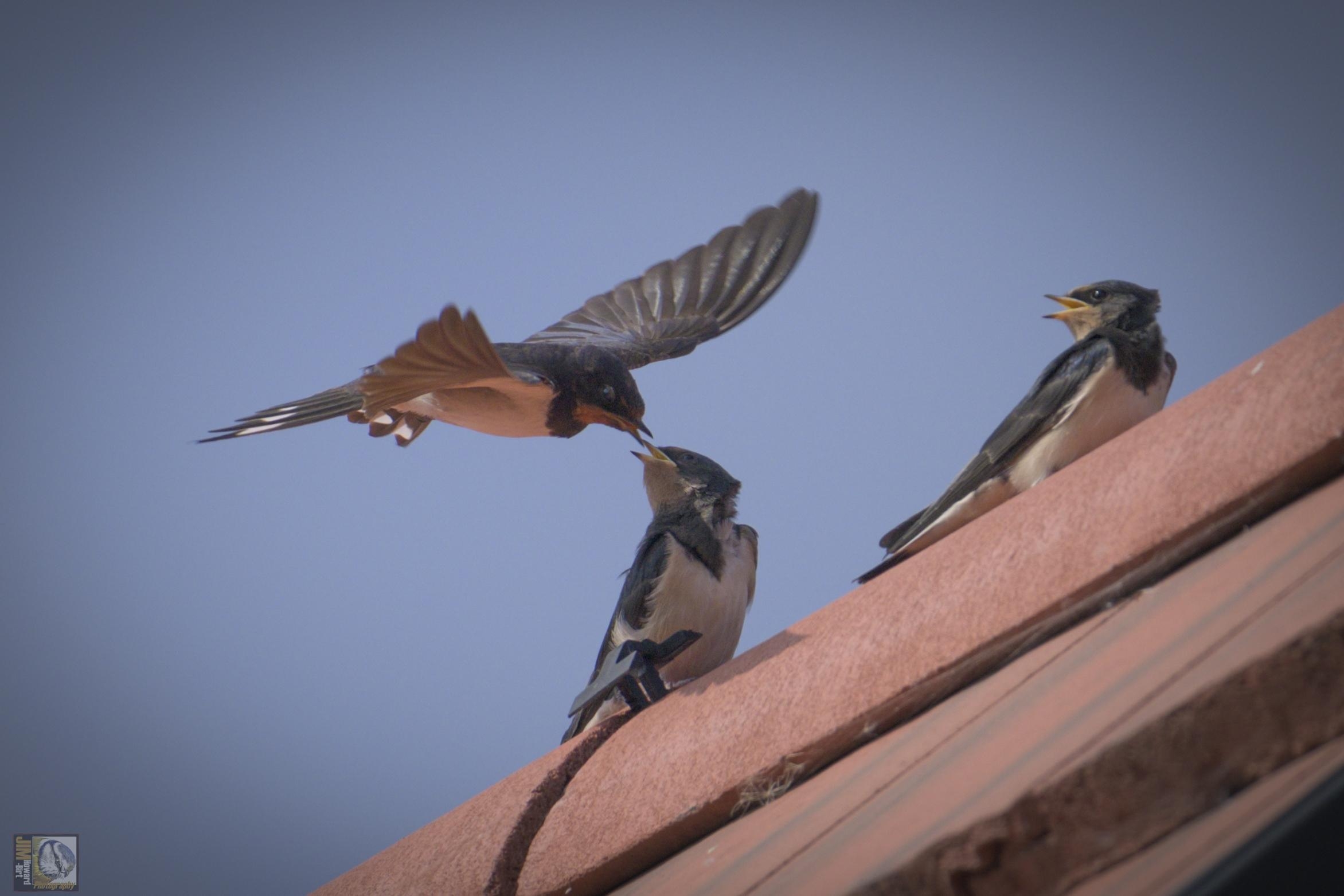 An adult swallow feeding its siblings