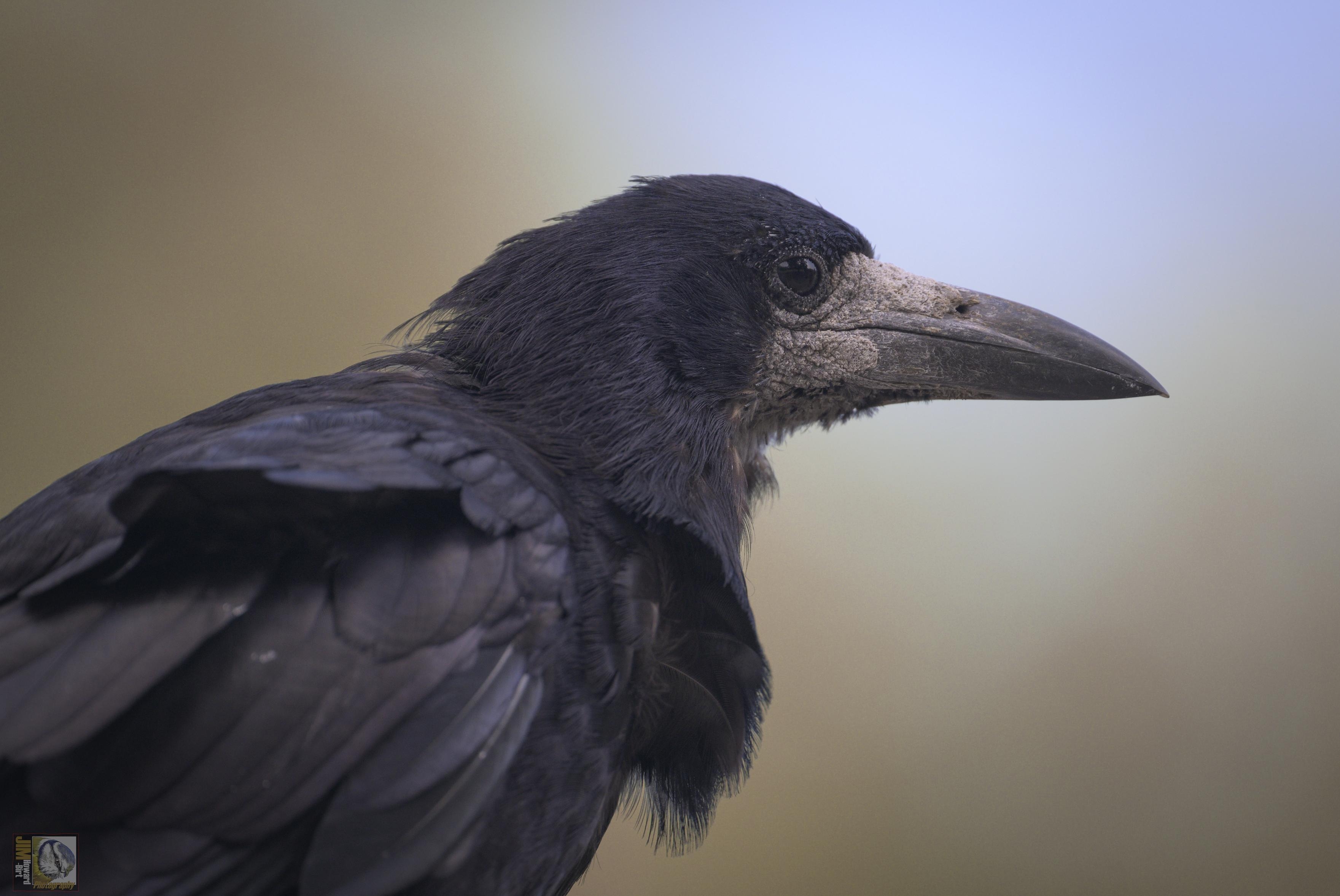 The Rook's bare, greyish-white face, thinner beak and peaked head distinguish it from the Carrion Crow