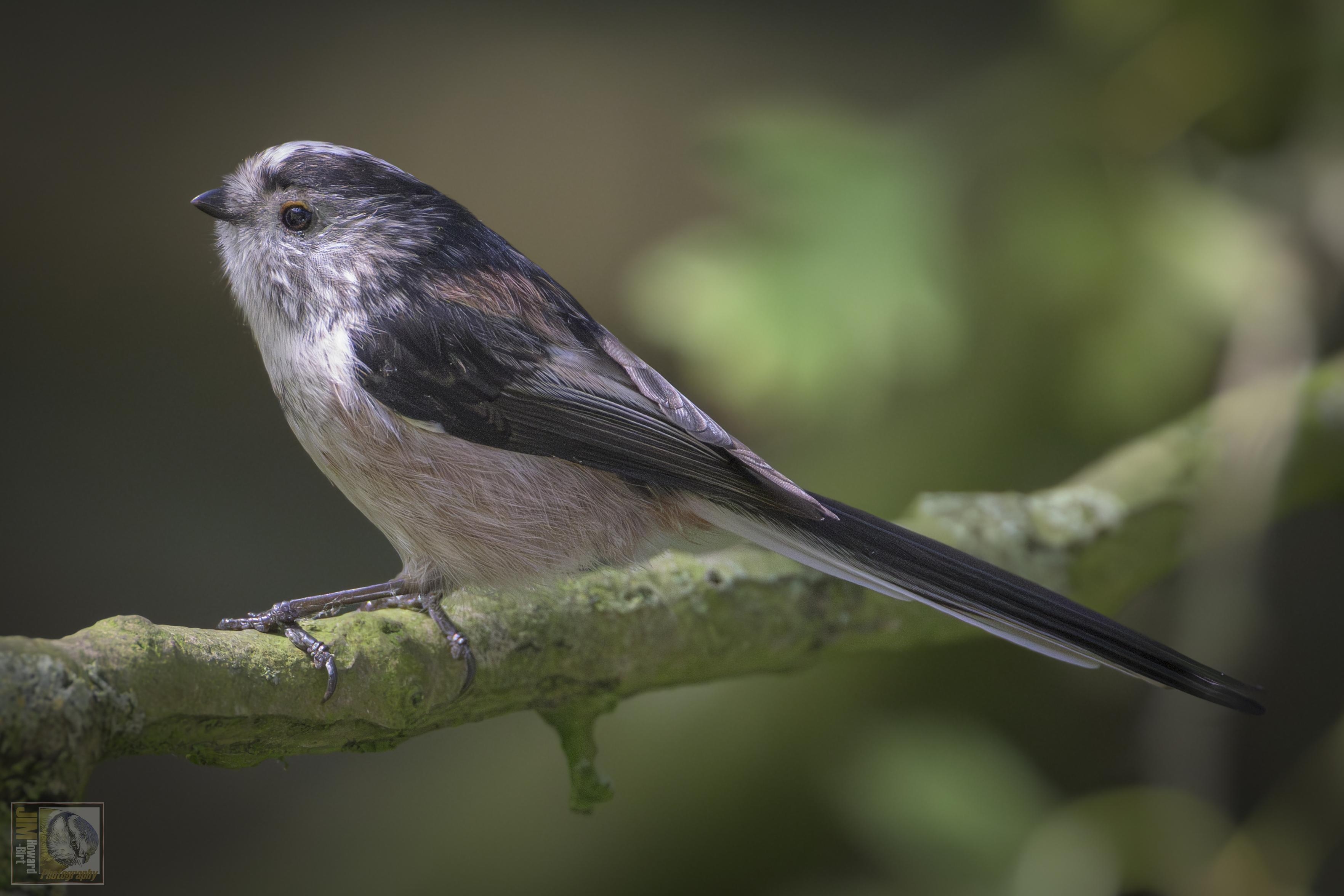 a woodland bird with a a white breast with peach coloured feathers and dark blue wings and tail