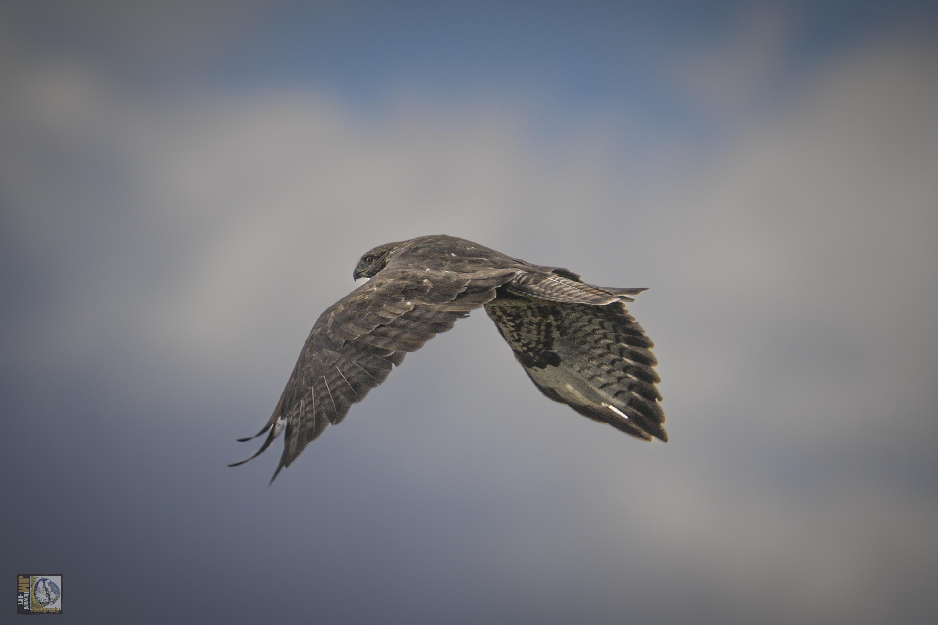 A Large Brown bird of prey in flight