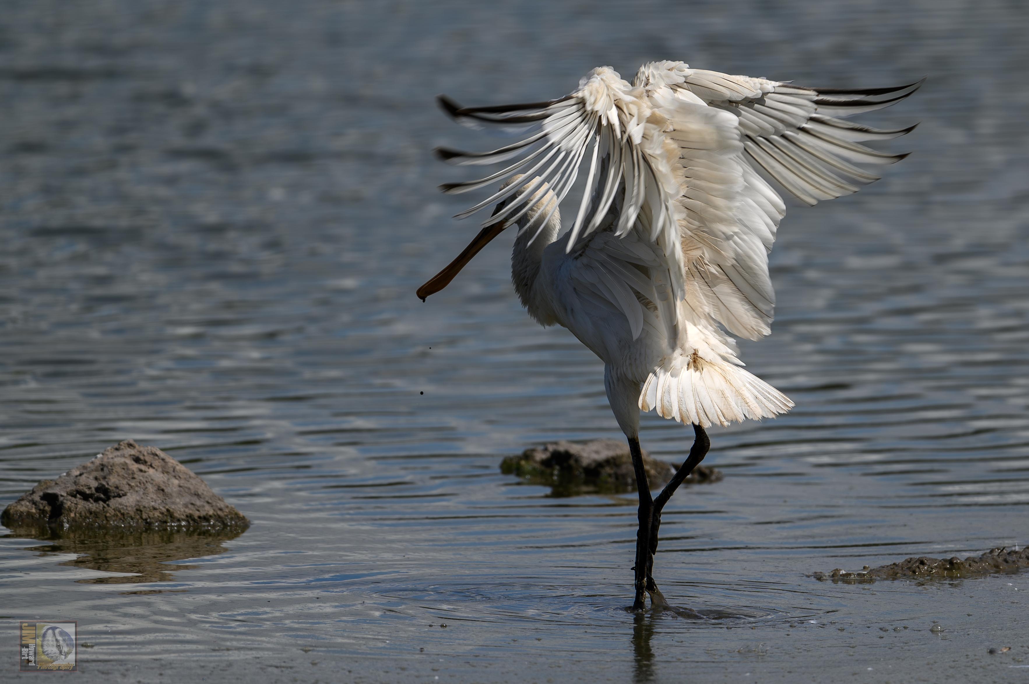 A white wading bird with a spoon shaped beak