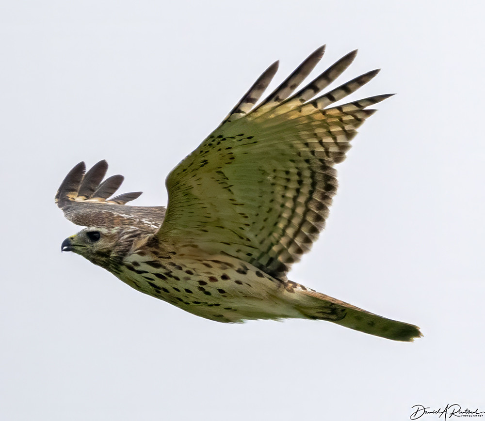 Raptor with regularly banded wings and streaky underside, flying with wings up against a white overcast sky