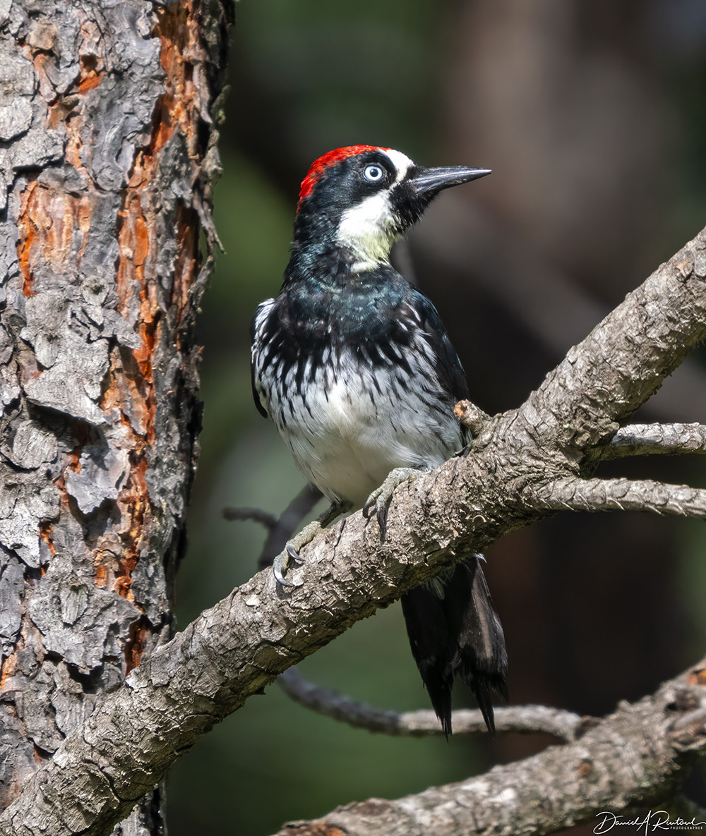 white-eyed bird with black cheek and breast, red crown, and white belly, perched on a bare pine branch