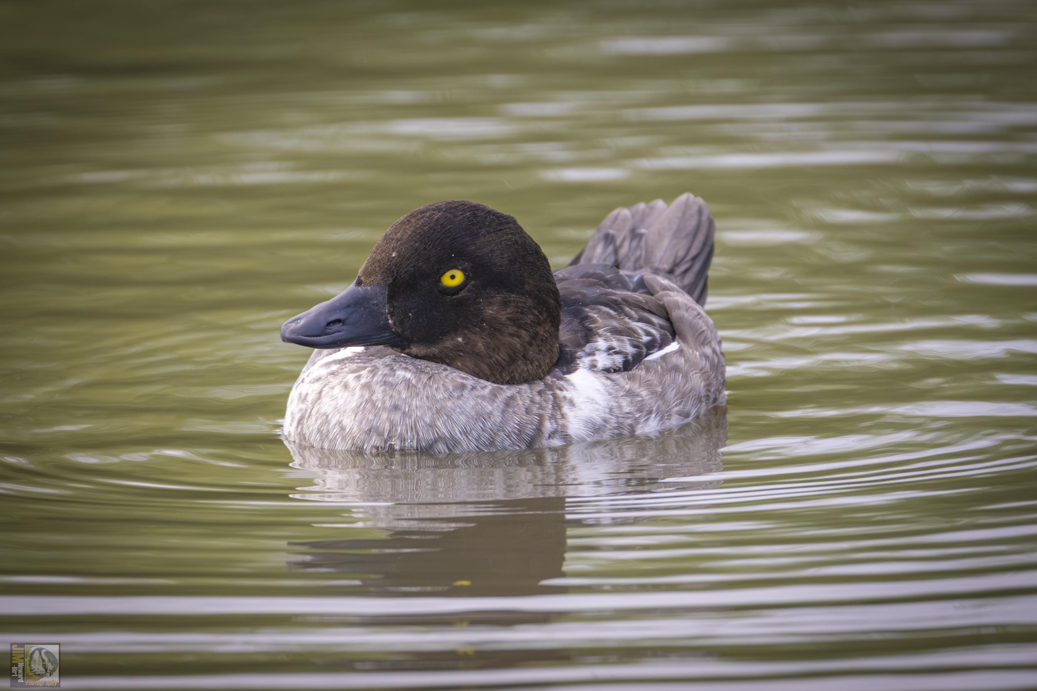 a duck with a golden yellow eye and a small dark bill