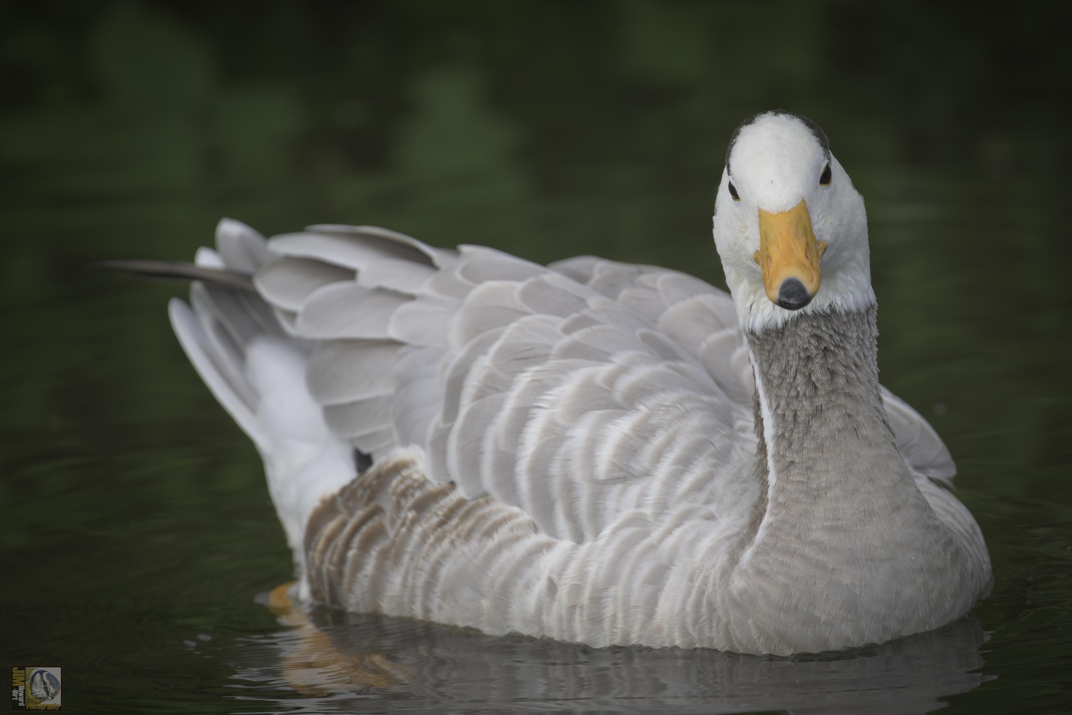  a bird that gains its name from two prominent horseshoe shaped, brownish-black bars enhancing the white head.