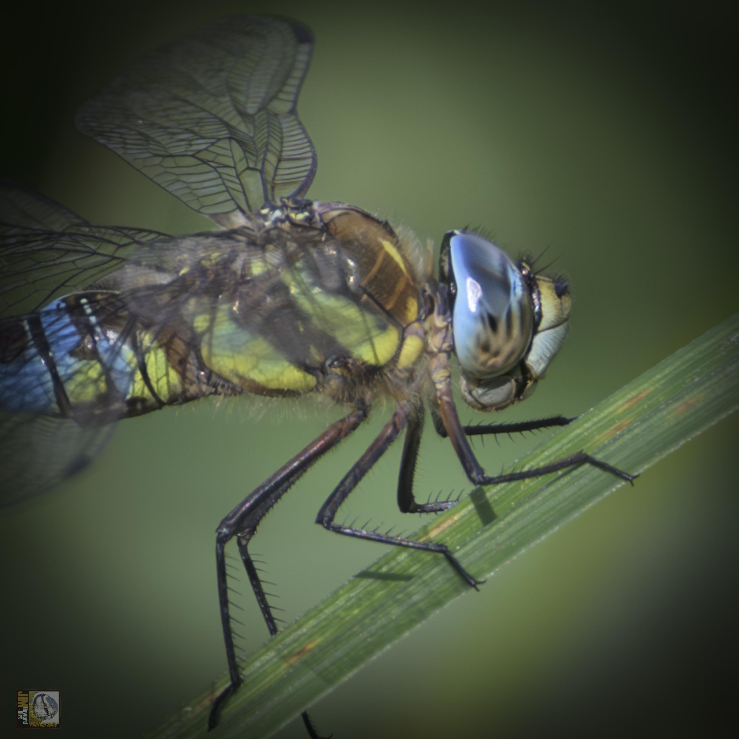 a close look at the face of a colourful dragonfly