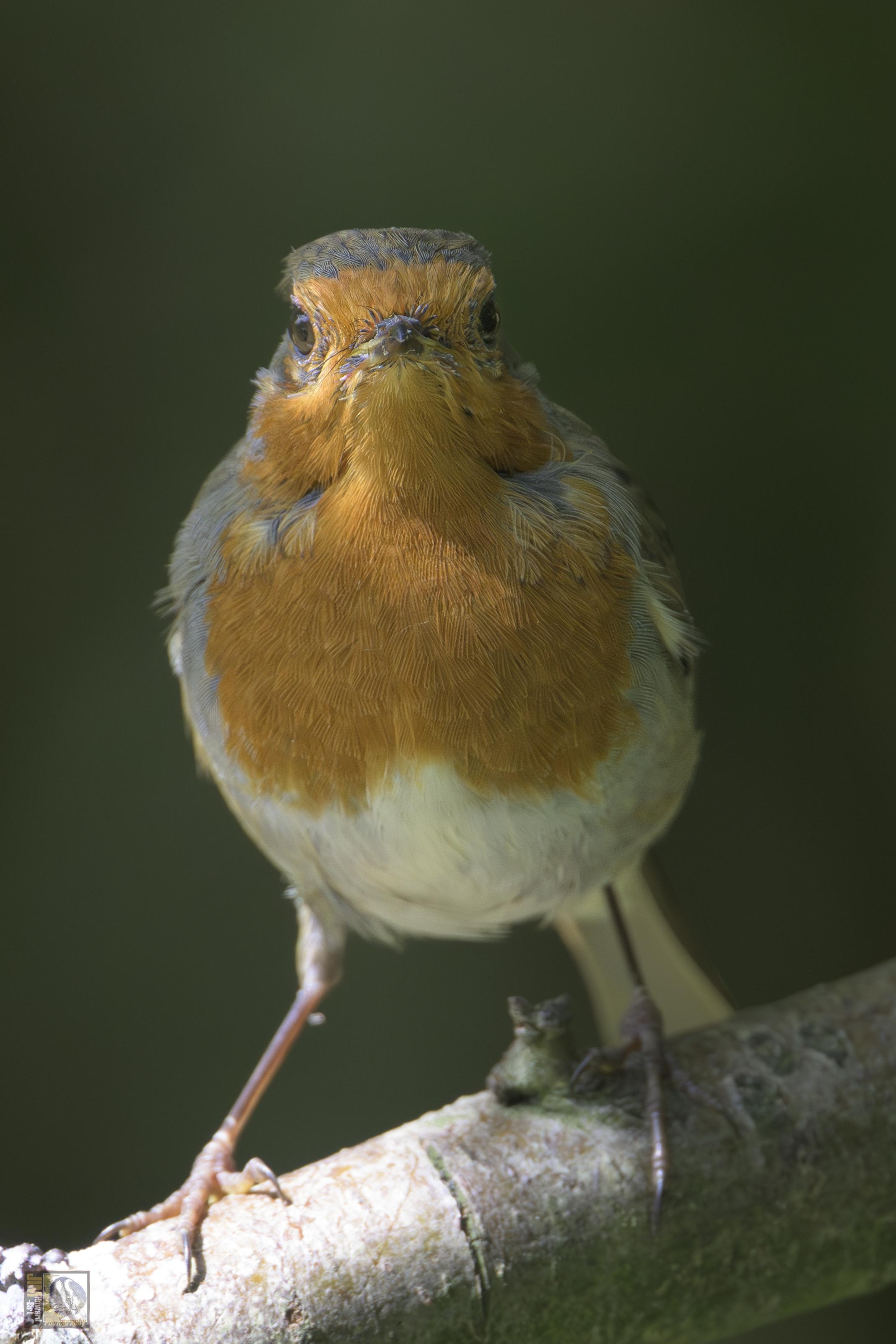 A red breasted woodland bird perched on a branch