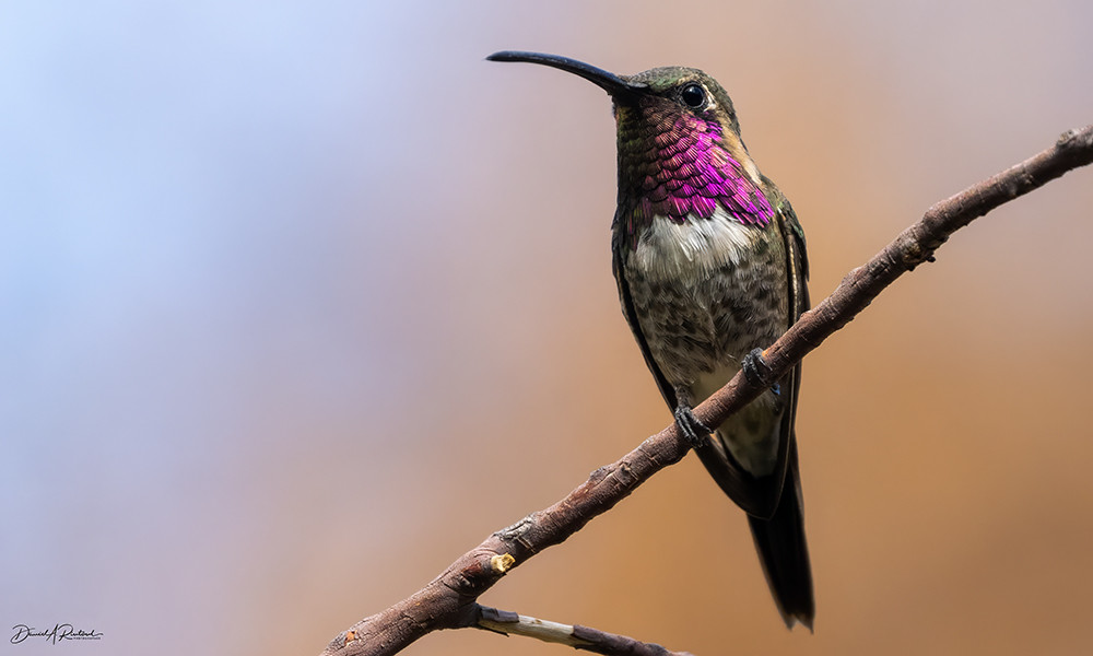 Small bird with long downcurved bill, iridescent magenta throat, white bib, and dark eye, perched on a twig