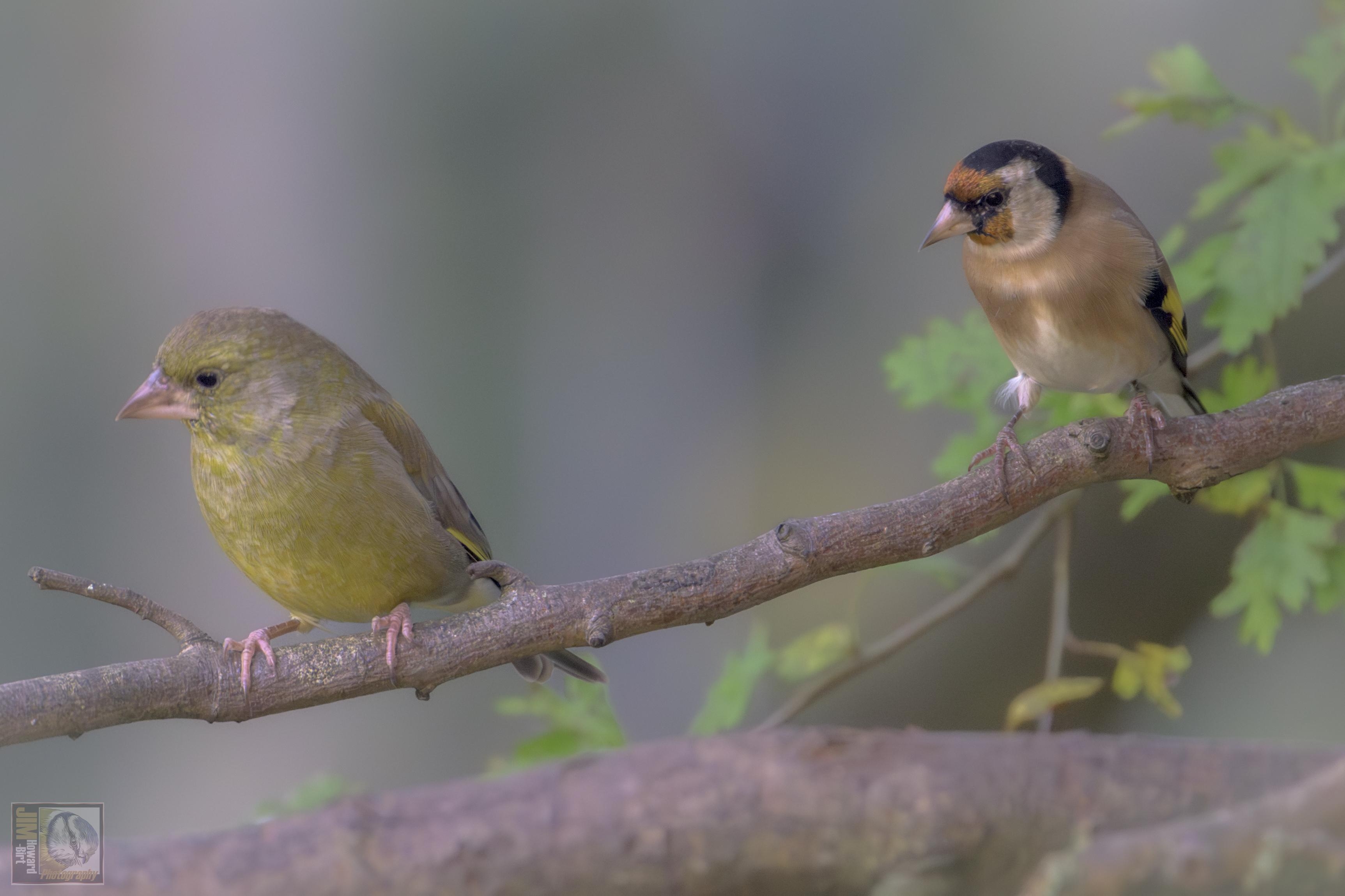 A Greenfinch and a Eurasian Goldfinch