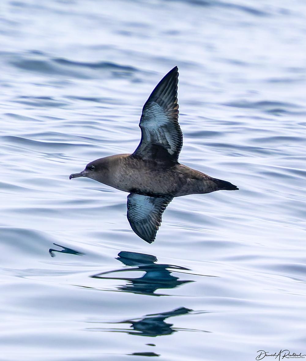 Bird with gray-brown body, thin black bill, and whitish underwings gliding over the ocean surface