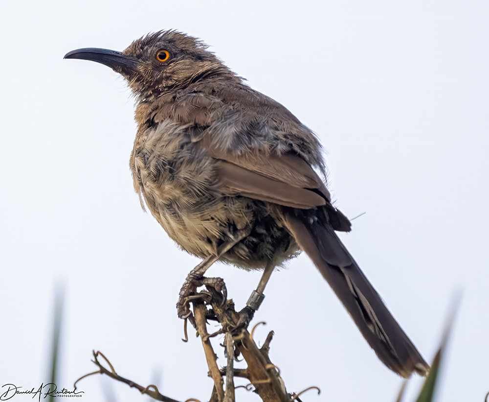 Gray-brown bird with bright yellow eye and long downcurved bill, perched atop a broken branch