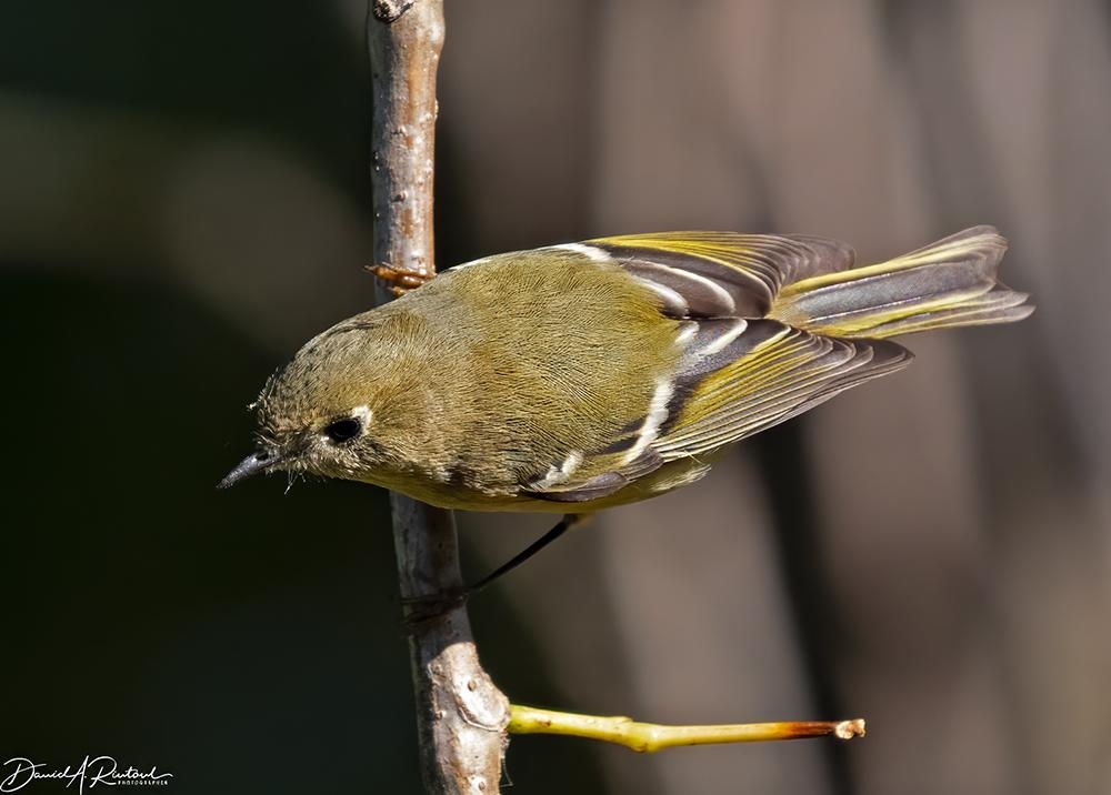 Small bird with olive-gray back, white wing bars, and yellow edges on primary feathers, perched on a twig