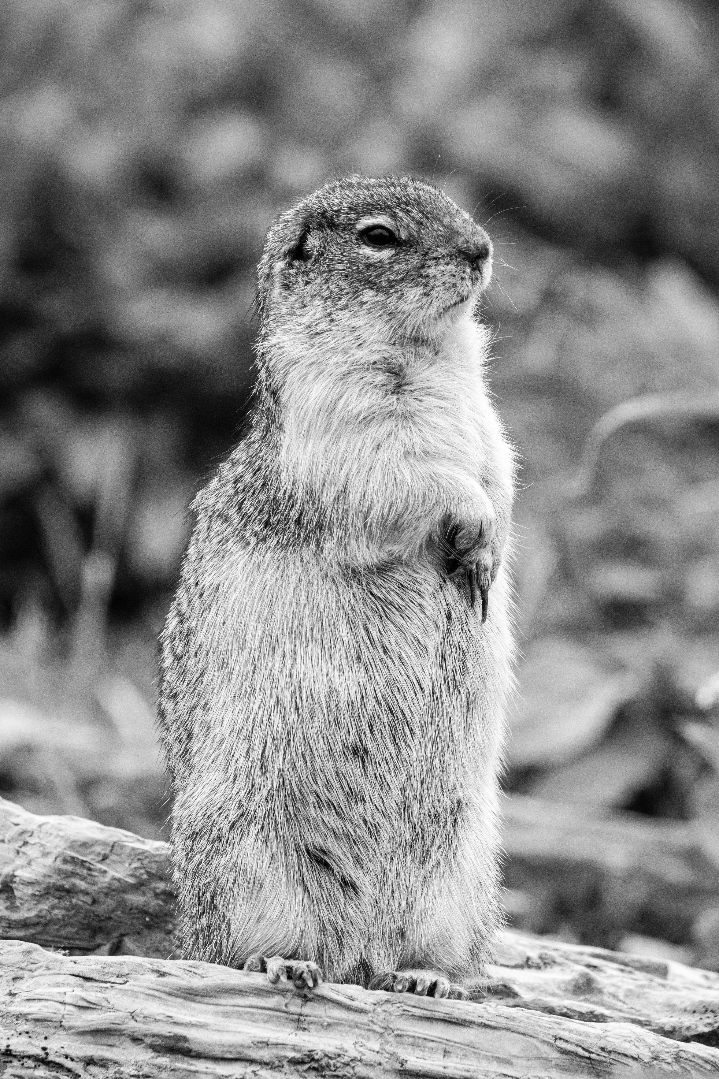 A columbian ground squirrel standing on its hind legs on a log, looking towards its left.