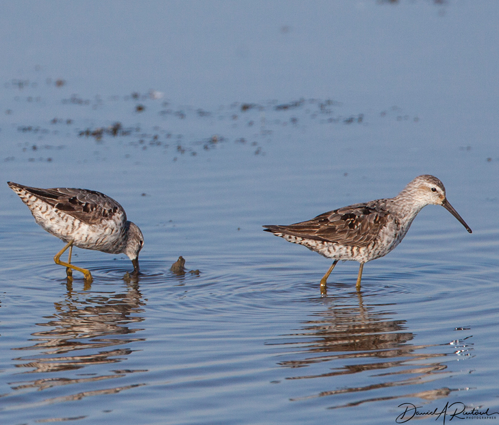 Two gray-brown birds with long beaks and long yellowish legs wading in shallow water