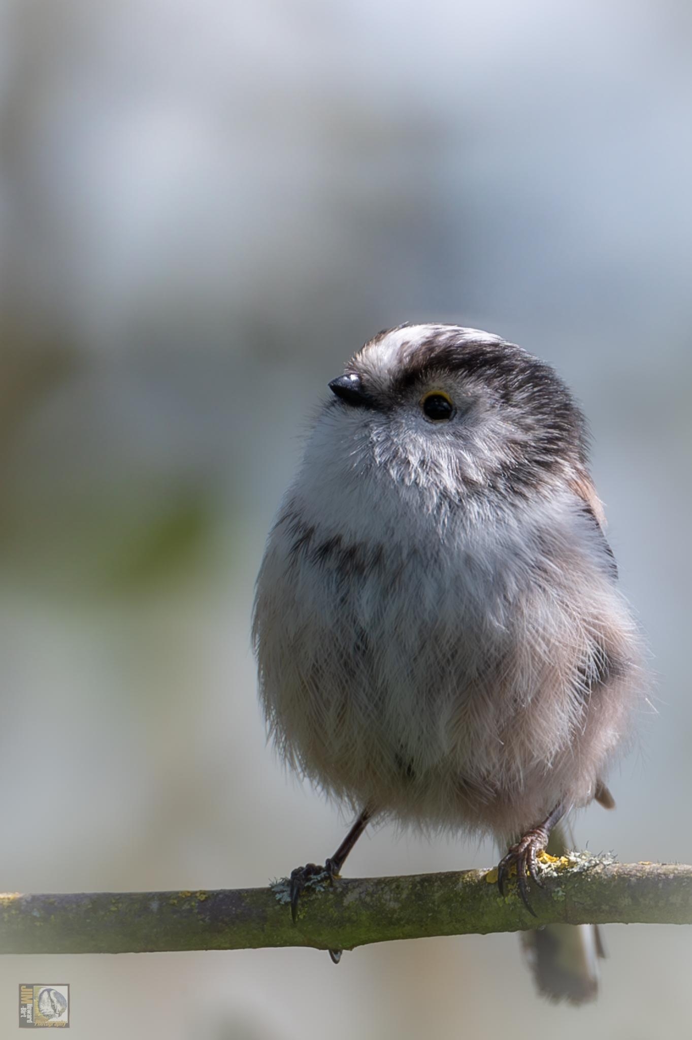 [Ref RSPB] The Long-tailed Tit is easily recognisable with its distinctive blush, black and white colouring. It also has a tail which is bigger than its body, and a bouncing flight. Sociable and noisy residents, Long-tailed Tits are most usually noticed in small, excitable flocks of about 20 birds. Like most tits, they rove the woods and hedgerows, but are also seen on heaths and commons with suitable bushes.