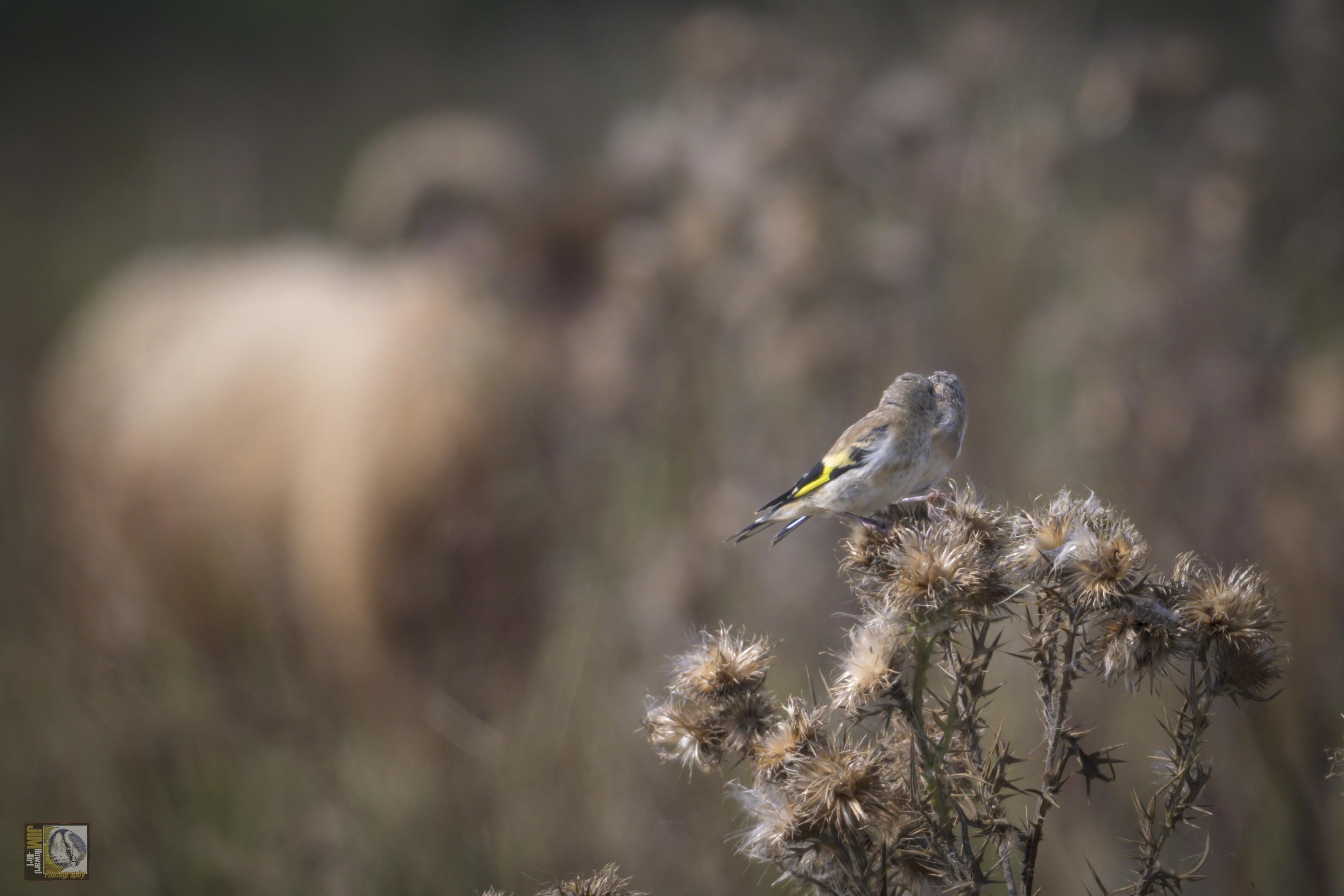 two small birds on a thistle