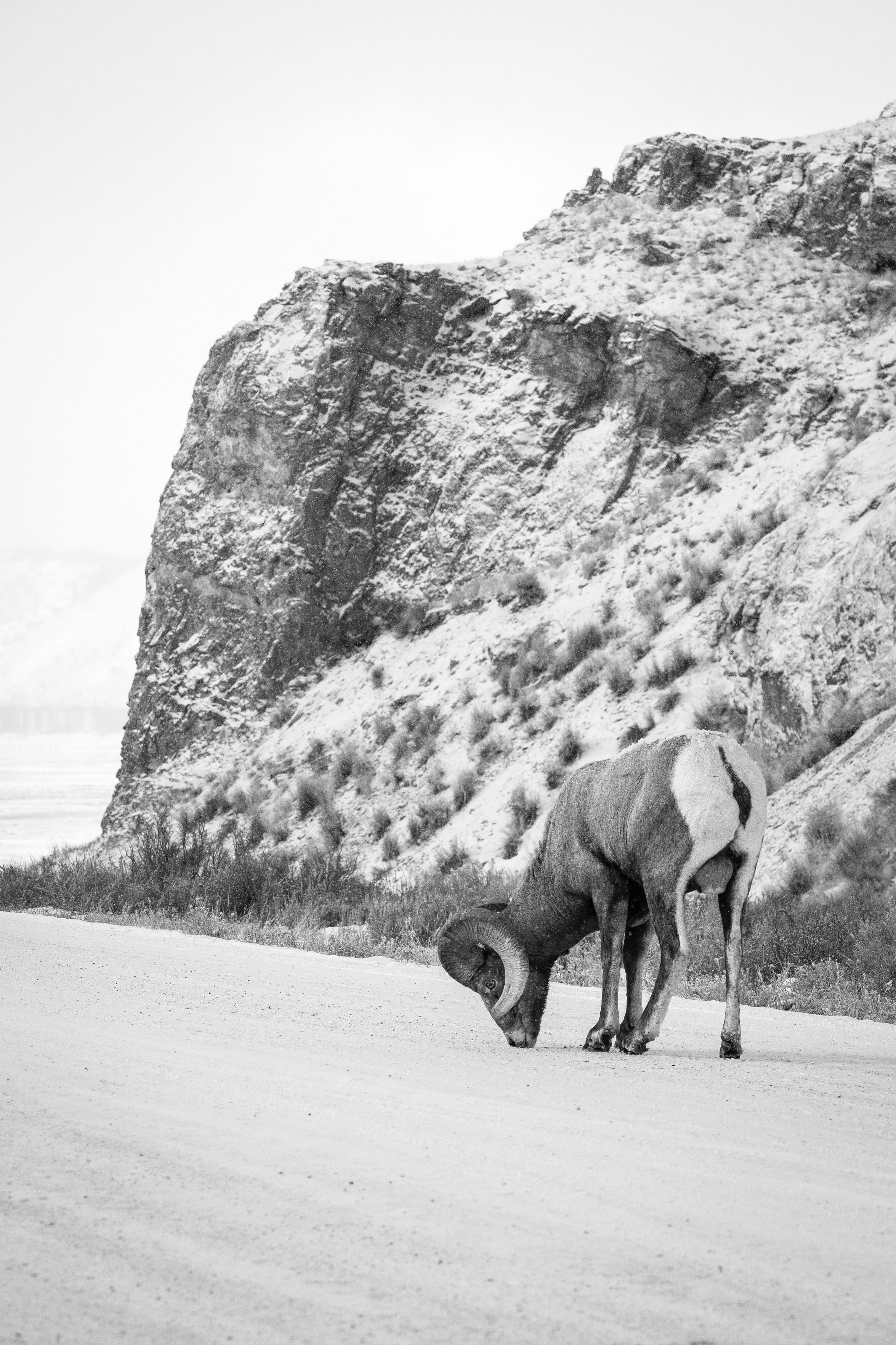 A bighorn ram licking a snow-covered road. In the background, Millers Butte in the National Elk Refuge.