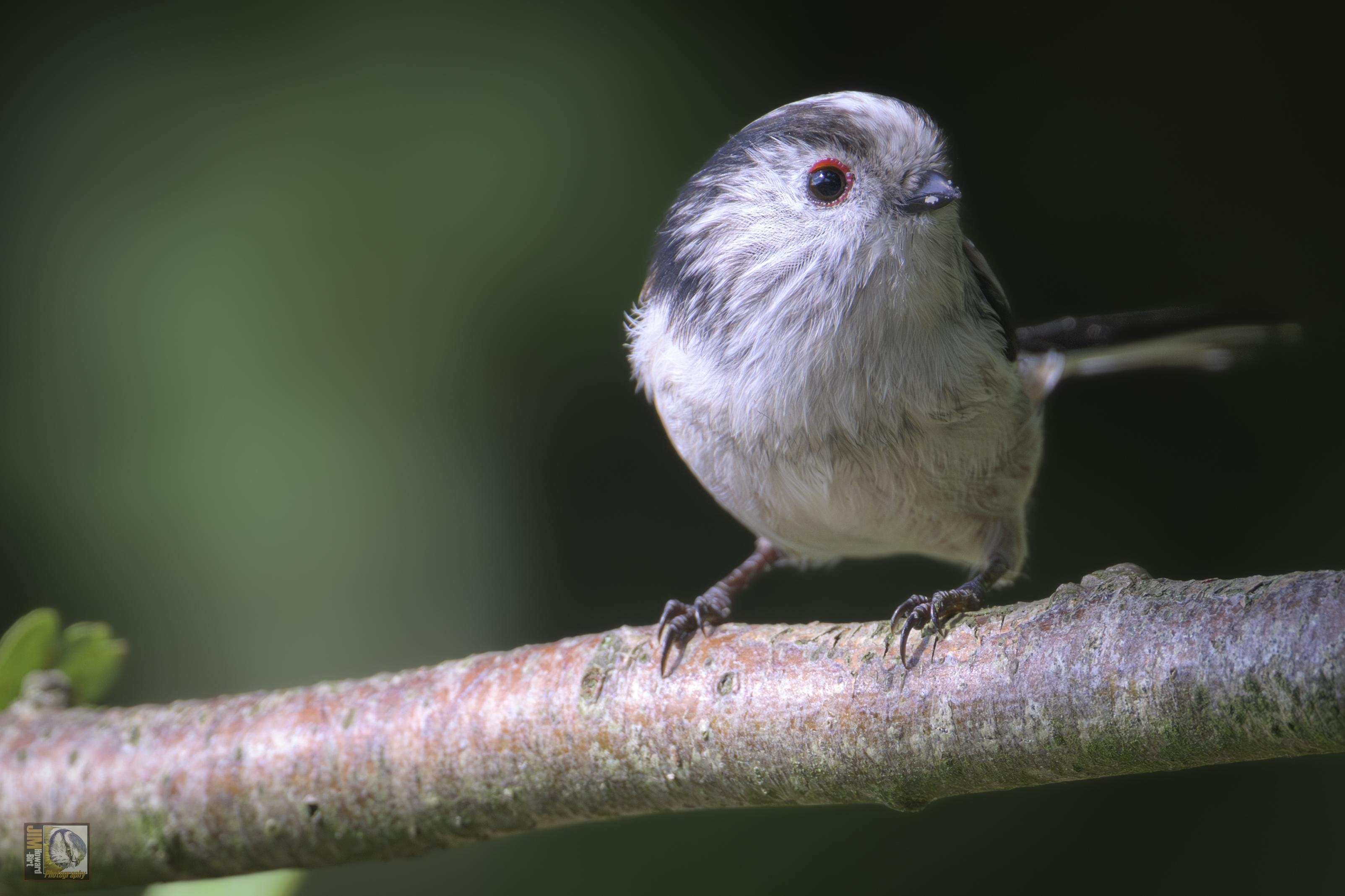 a small white and grey/blue bird