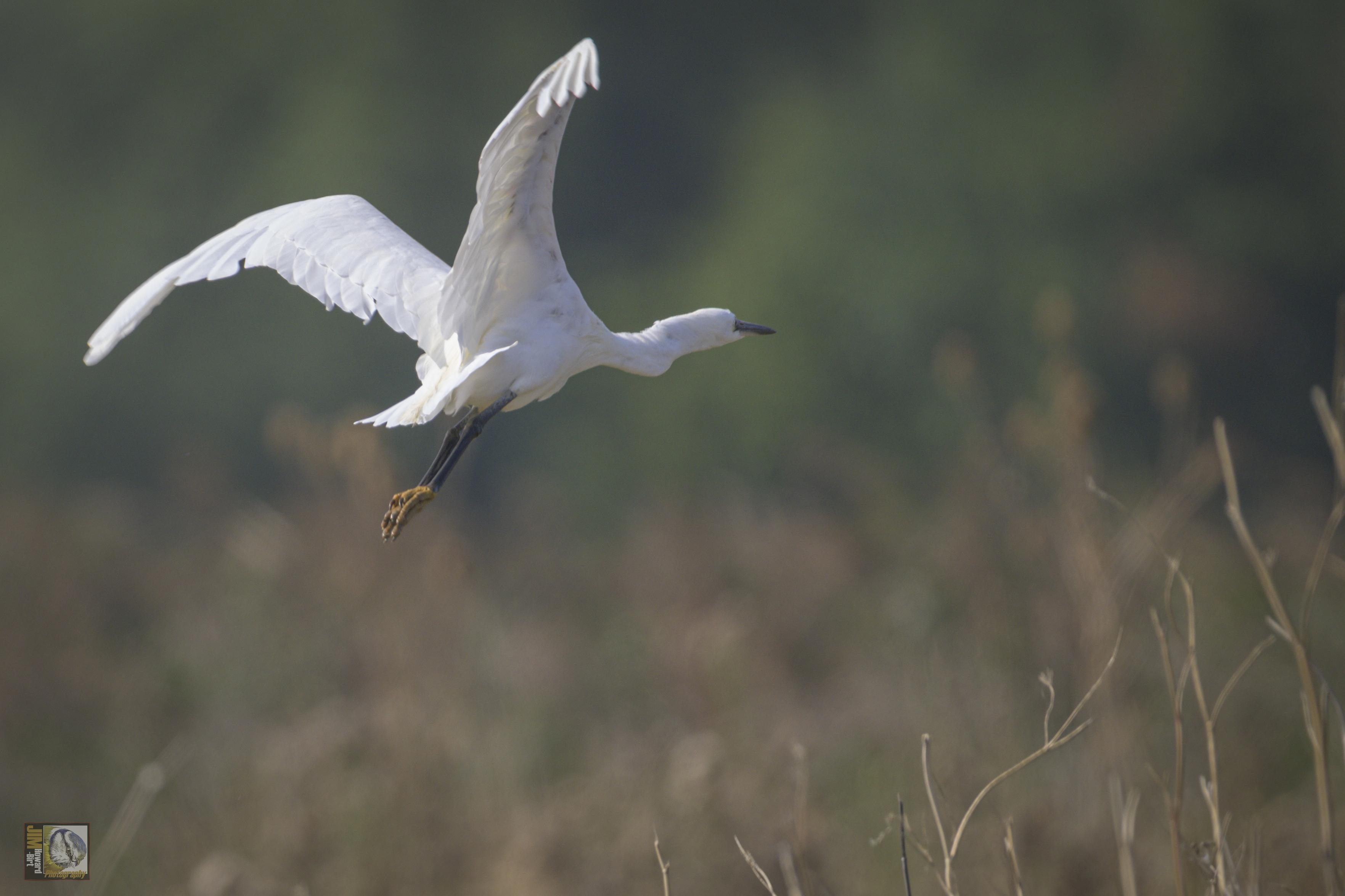 small white heron in flight