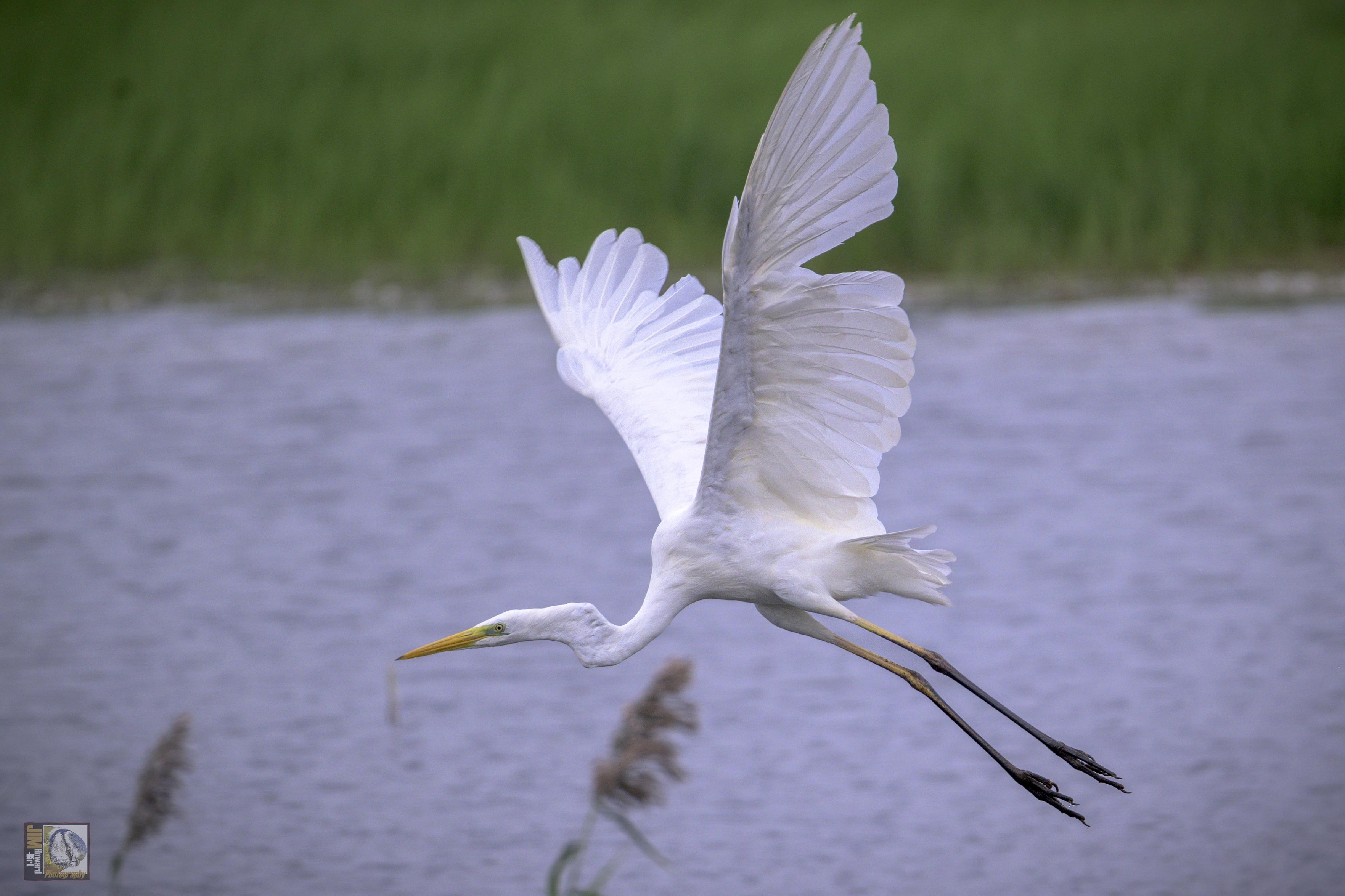 The Great White Egret is a large, white heron. Great White Egrets can look similar to Little Egrets, but they are much larger - the same size as the familiar Grey Heron.