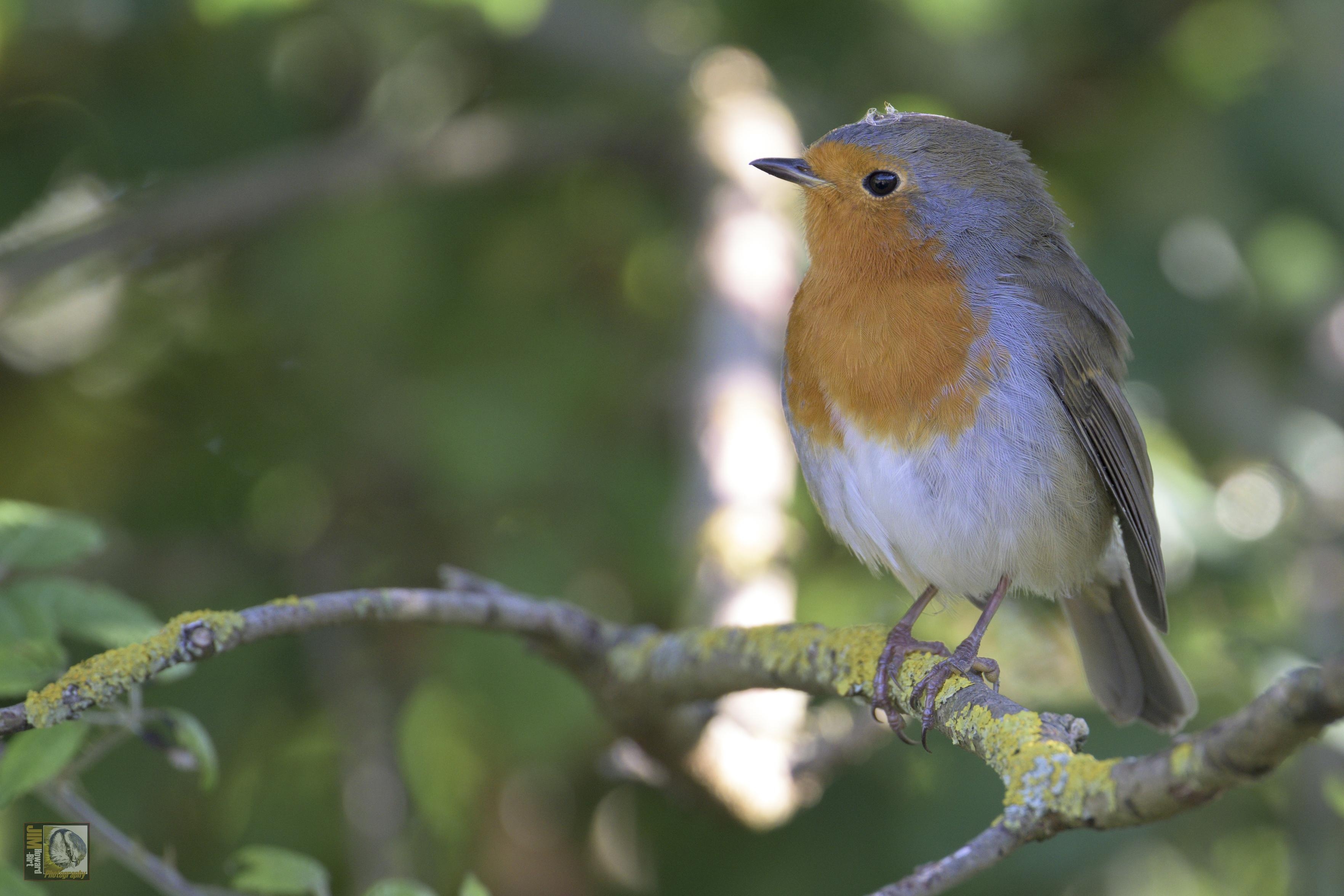 Robin with cobweb on its head