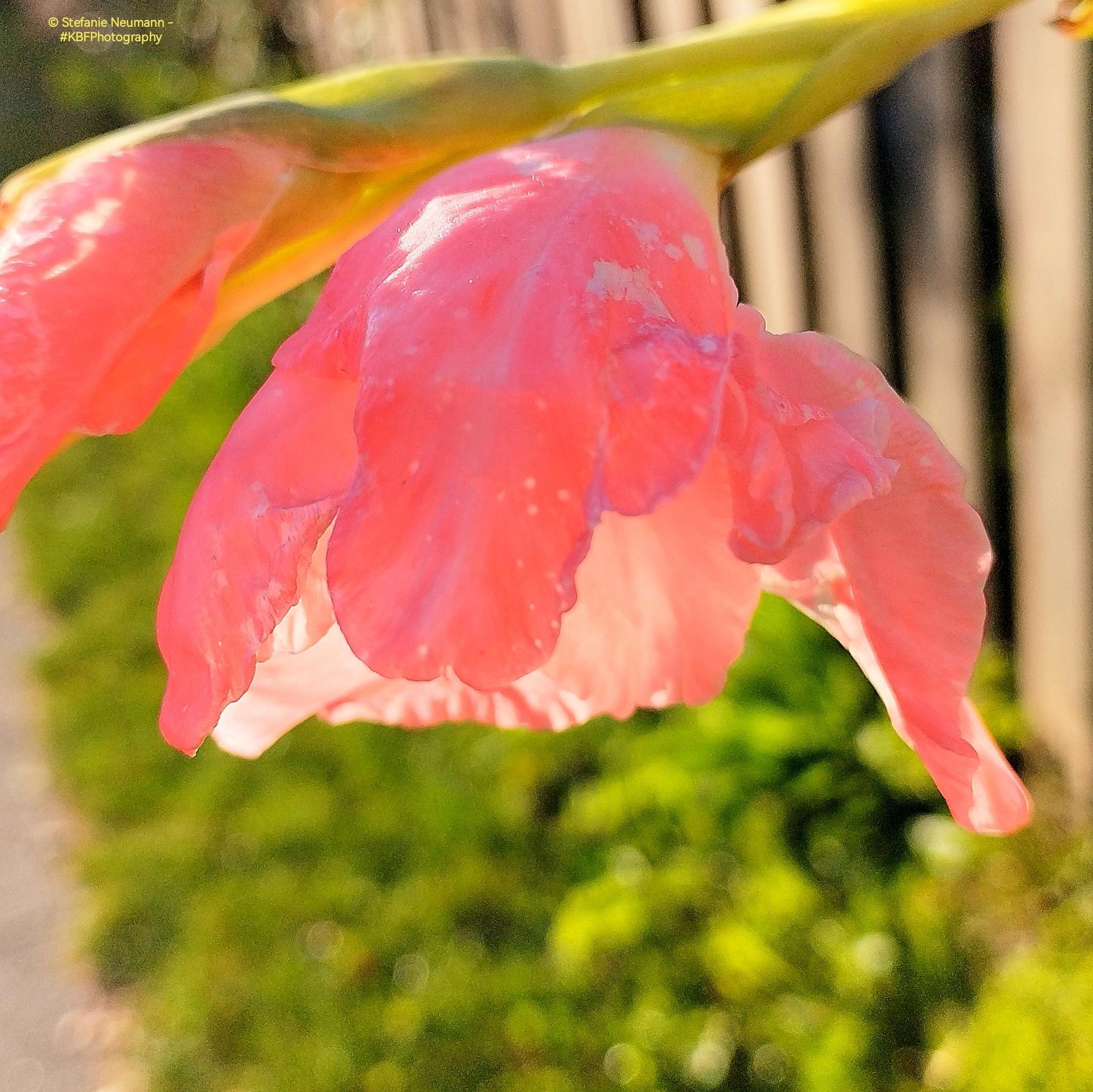 A close-up of a backlit, salmon-pink gladiola flower.