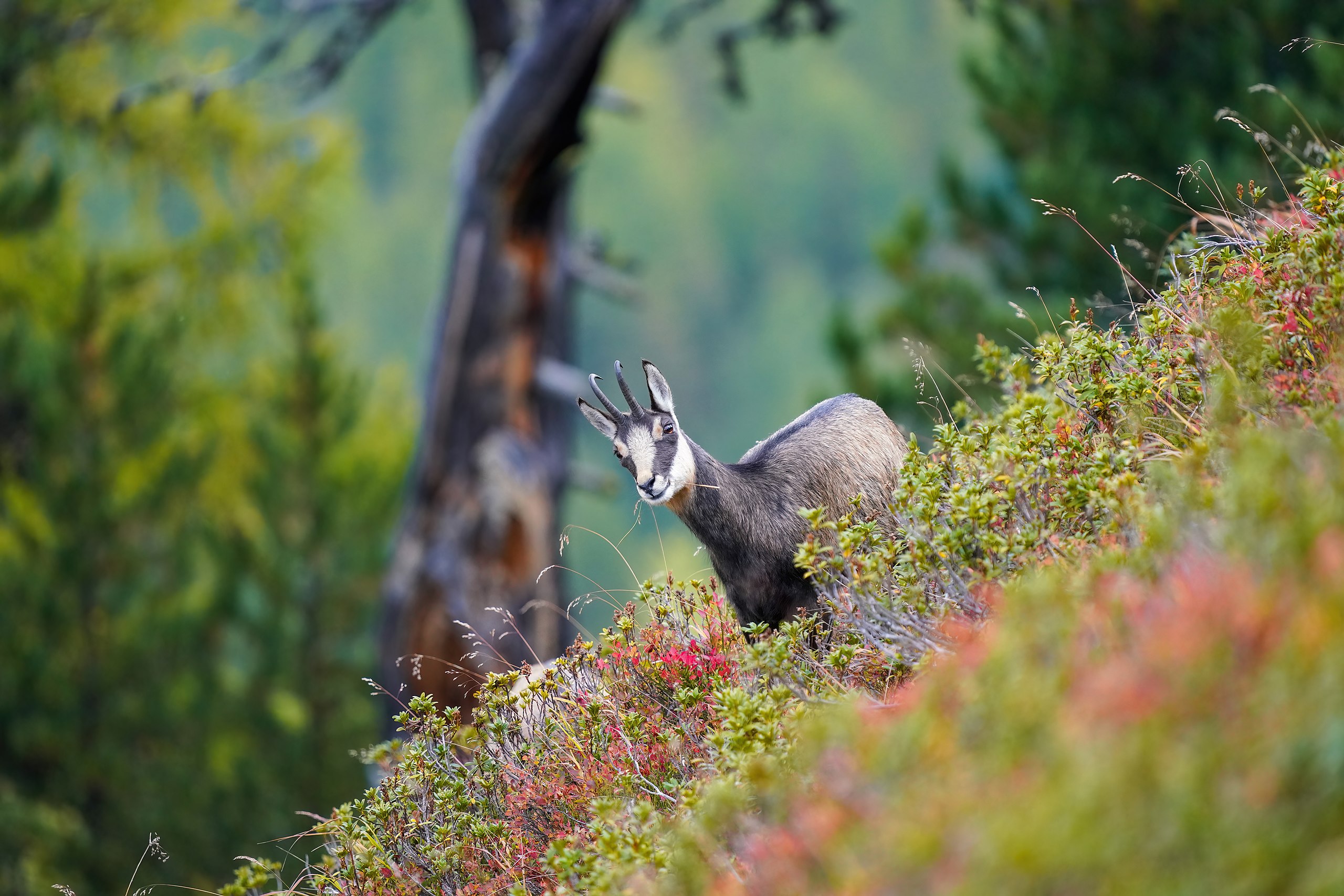 Chamois goat standing on 50° tilted terrain like it's normal