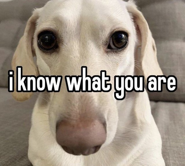 "I know what you are" overlayed on a dog with an intensive stare